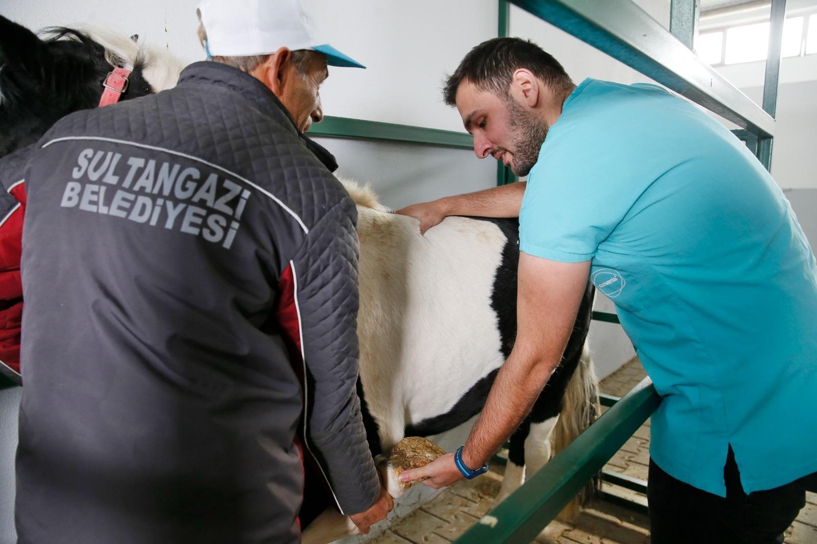 Sultangazi’deki binicilik tesisindeki atlara rutin bakım yapılıyor