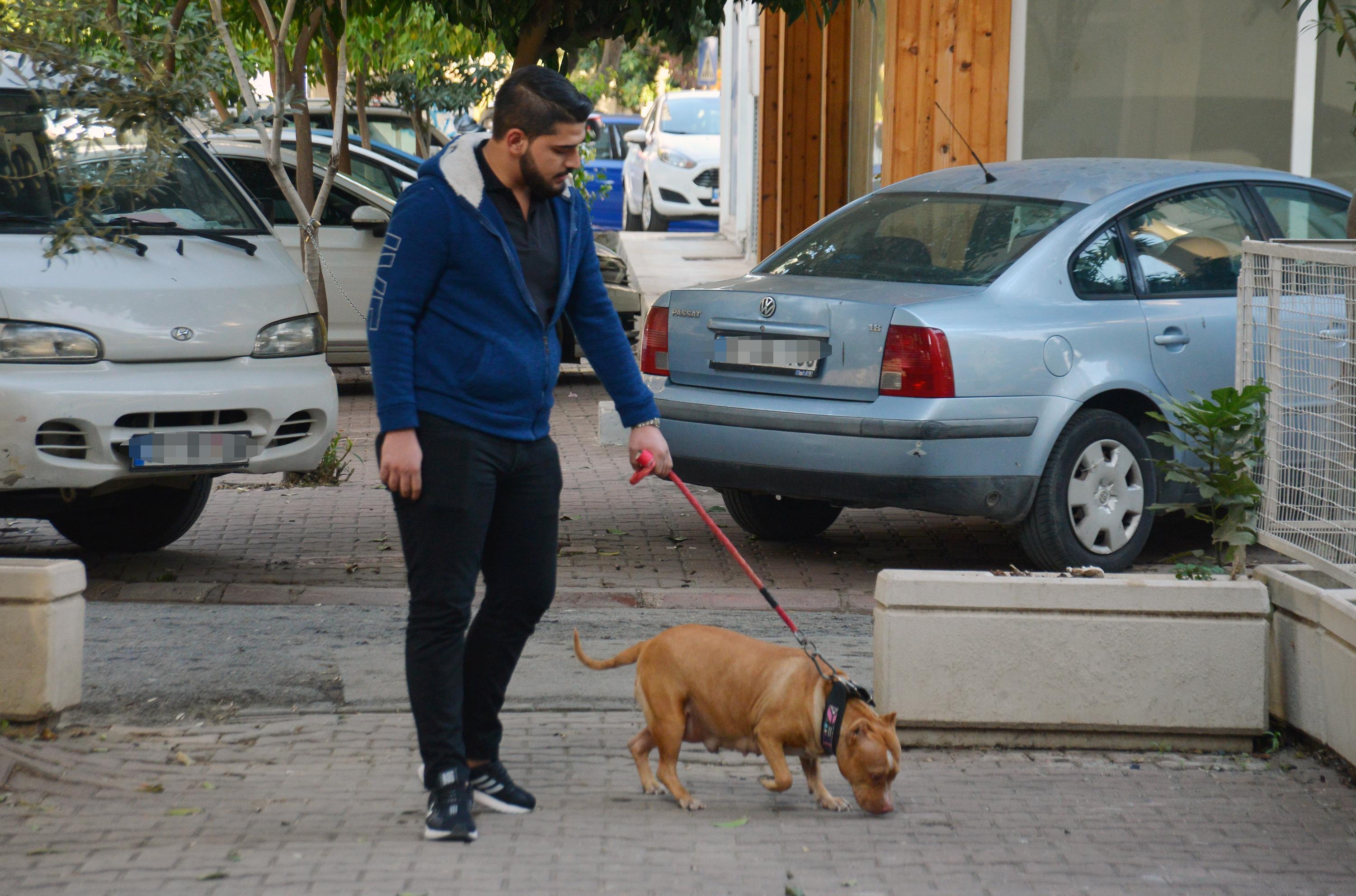 Eskiden yasaklı ırk olan köpekler için kısırlaştırma ve çip taktırma süresi daralıyor