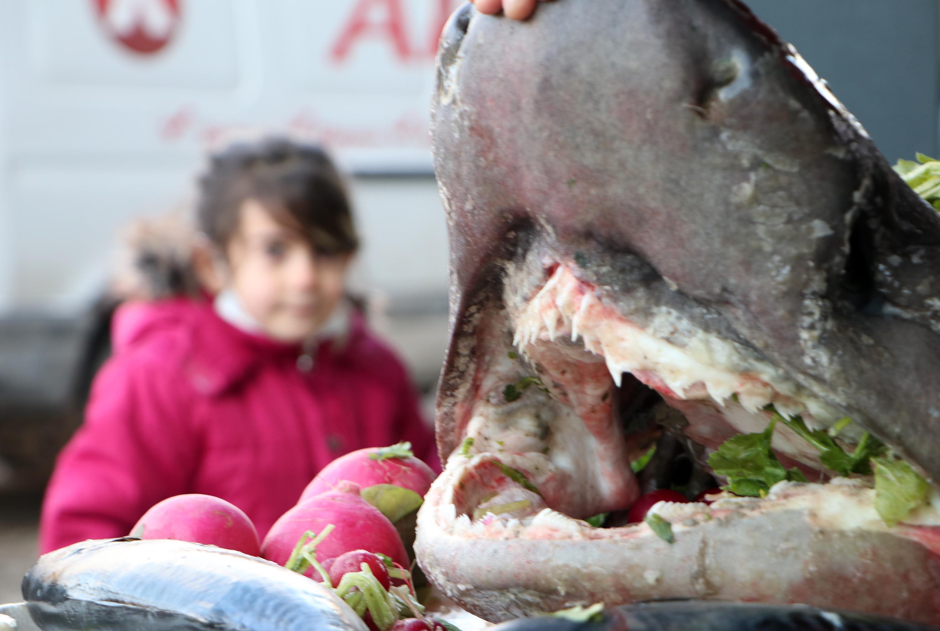 Karadenizde yakalanan köpek balığı Erzurumda sergilendi