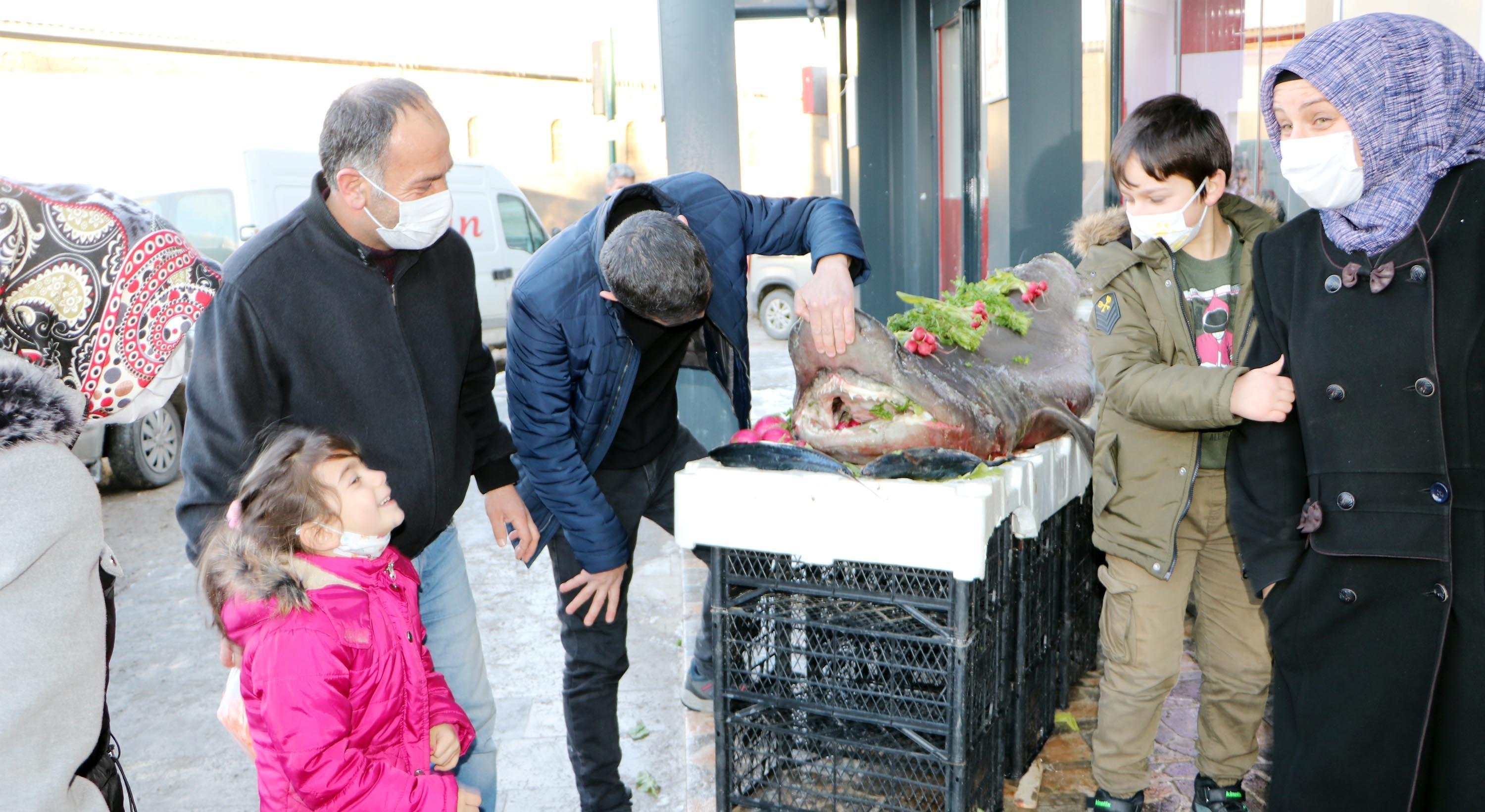 Karadenizde yakalanan köpek balığı Erzurumda sergilendi