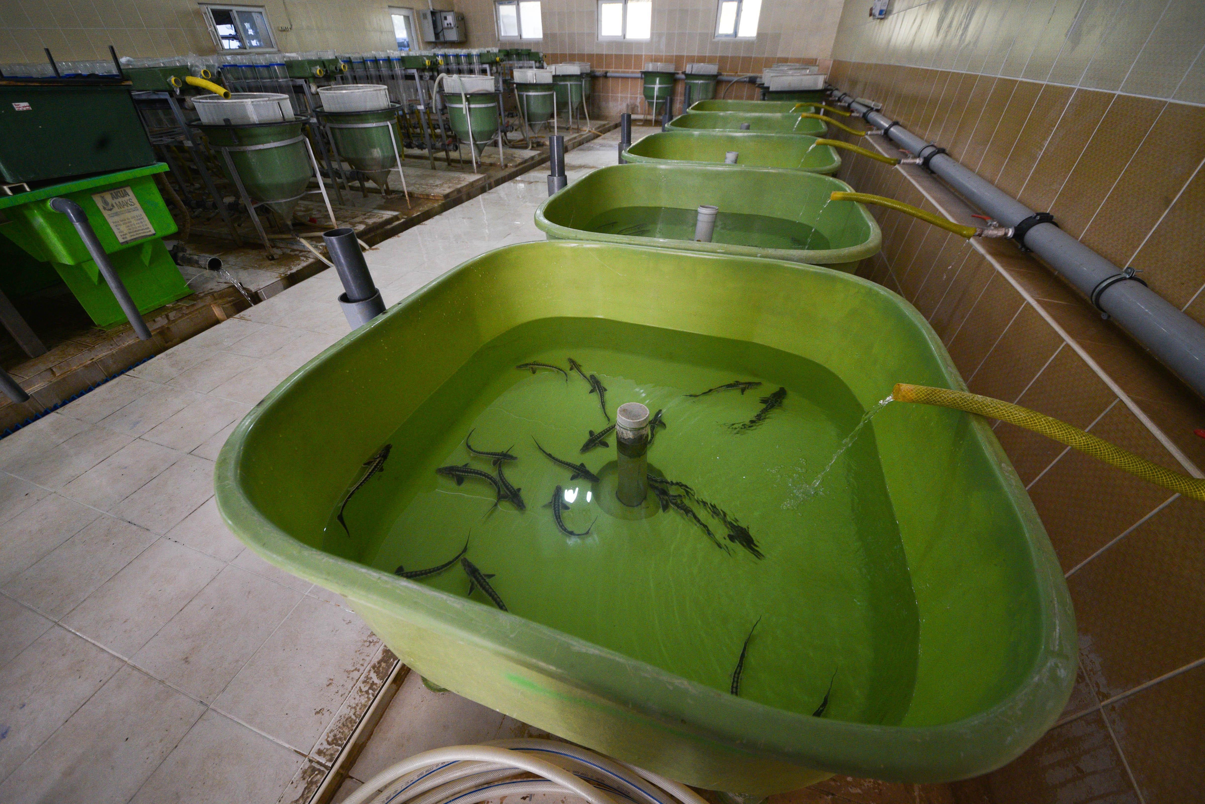 10 yıl önce Rusyadan getirilen yumurtalar anaç oldu