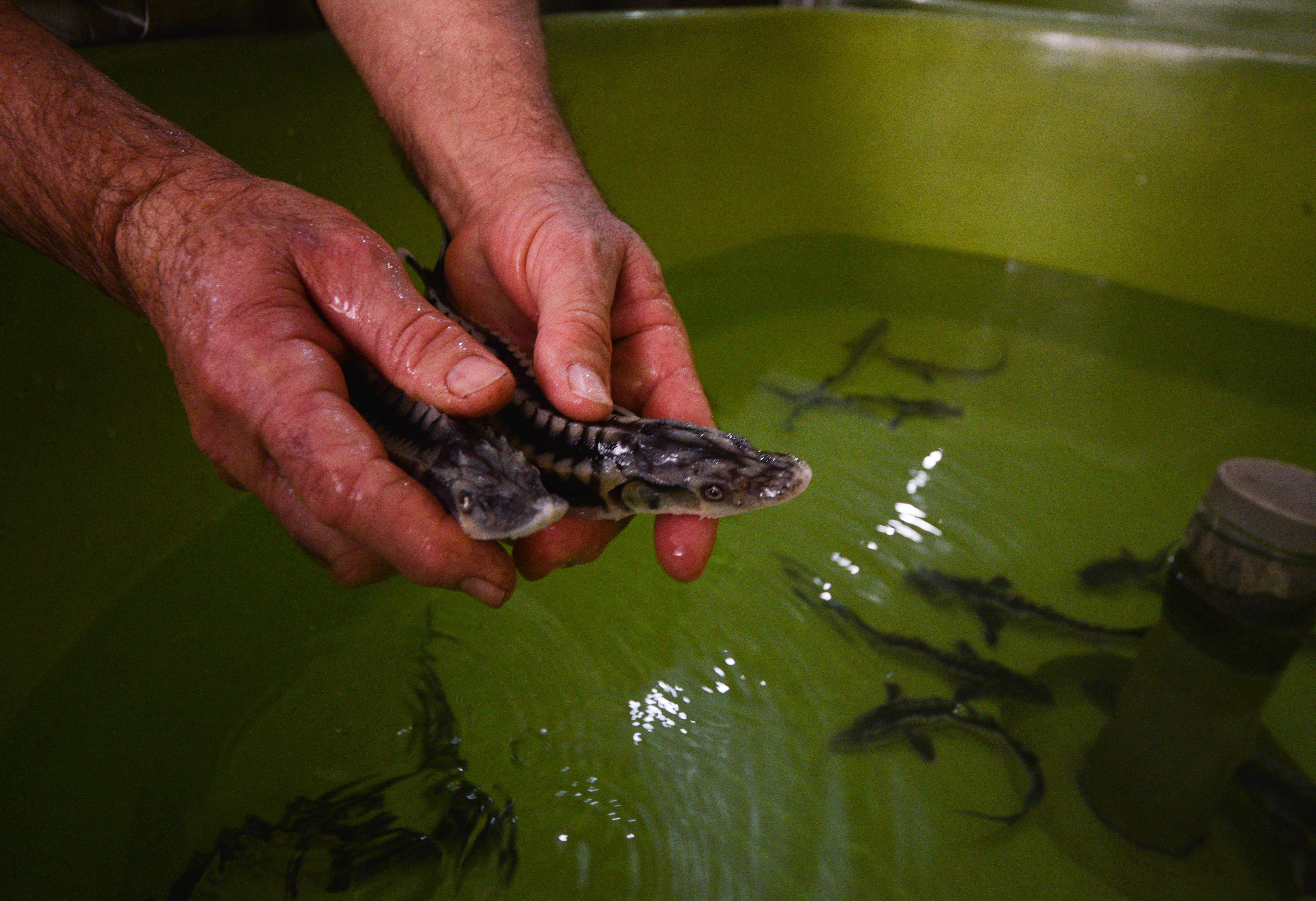 10 yıl önce Rusyadan getirilen yumurtalar anaç oldu