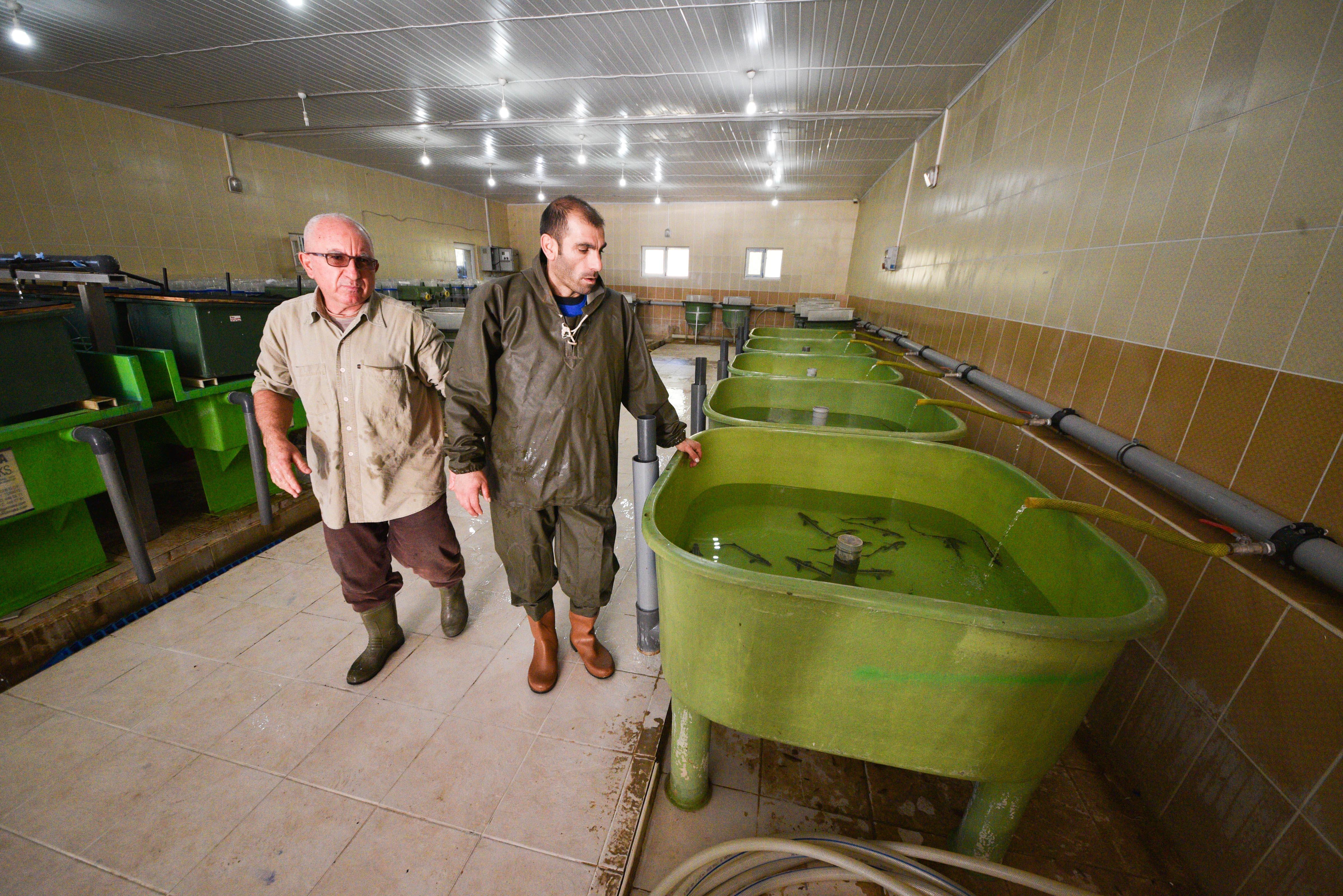 10 yıl önce Rusyadan getirilen yumurtalar anaç oldu