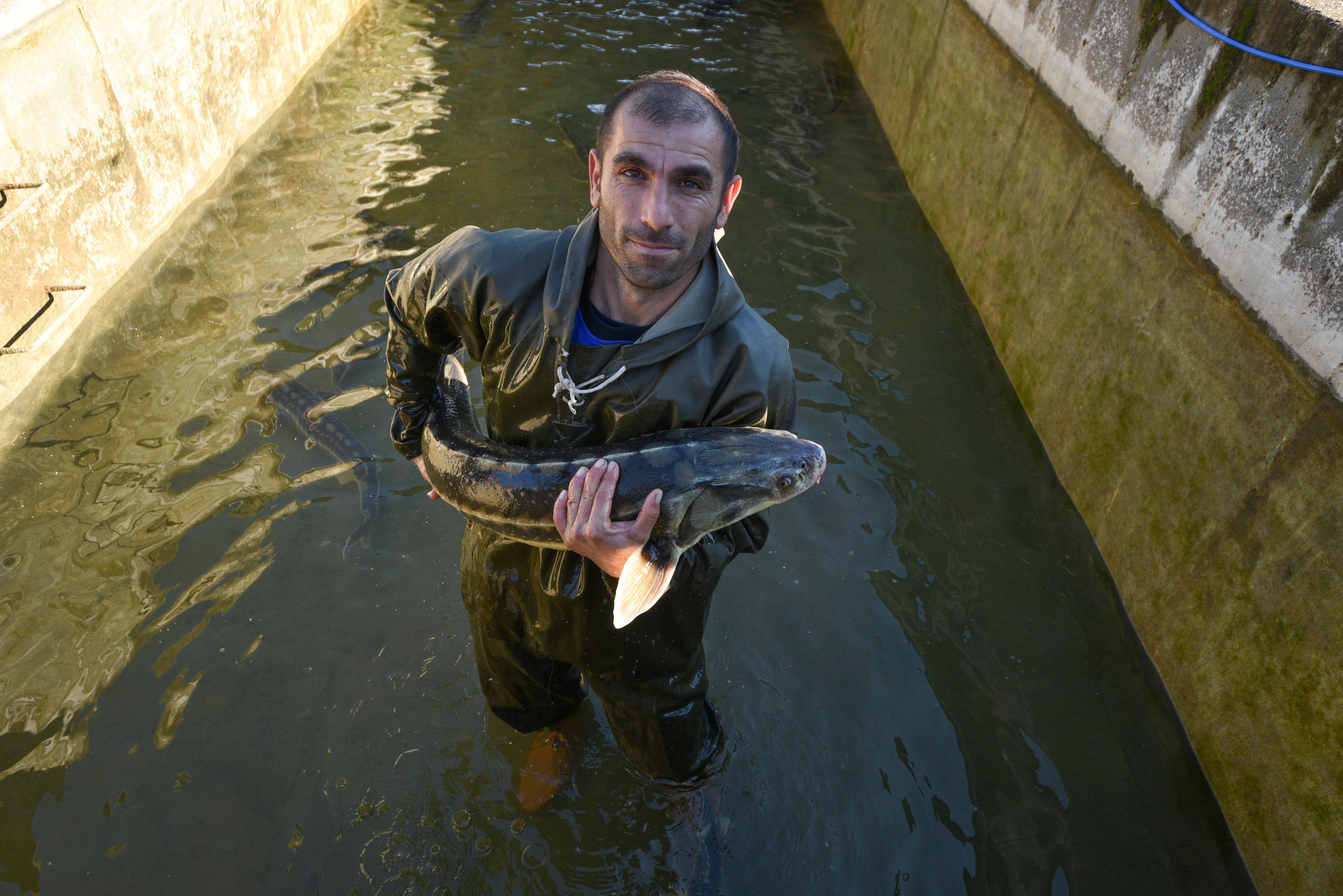 10 yıl önce Rusyadan getirilen yumurtalar anaç oldu