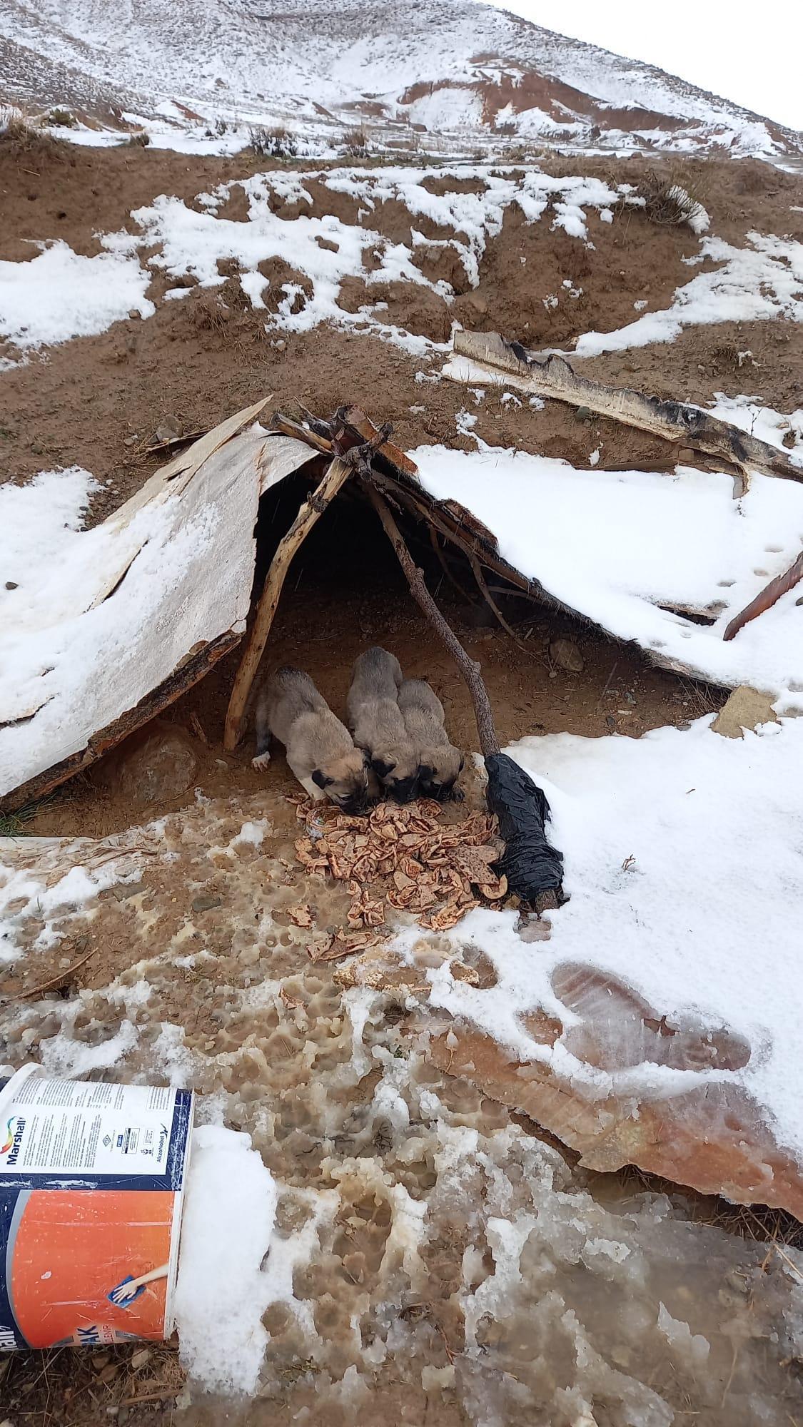 Karlı havada da 60 kilometre gidip, köpekleri besledi