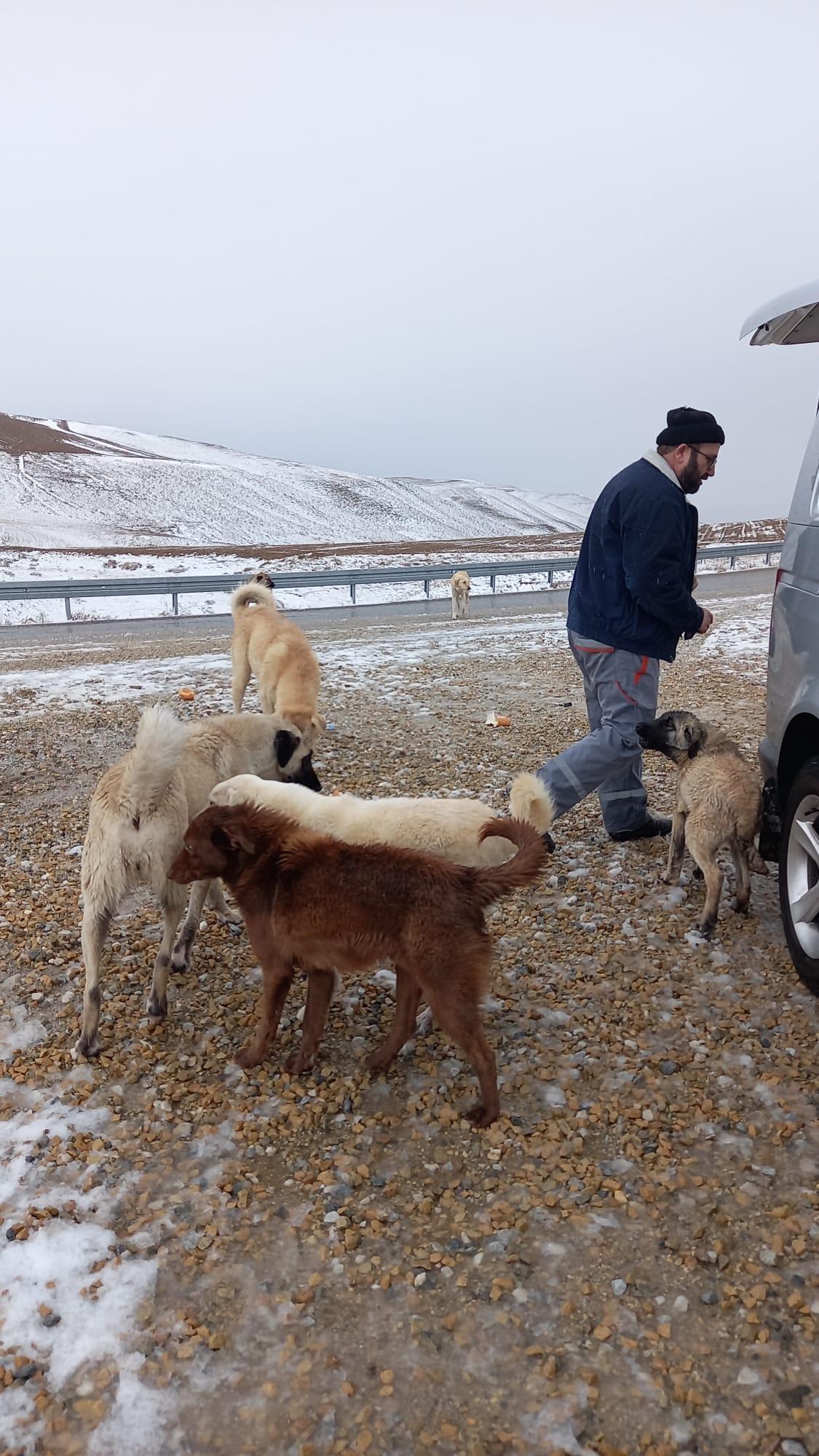 Karlı havada da 60 kilometre gidip, köpekleri besledi