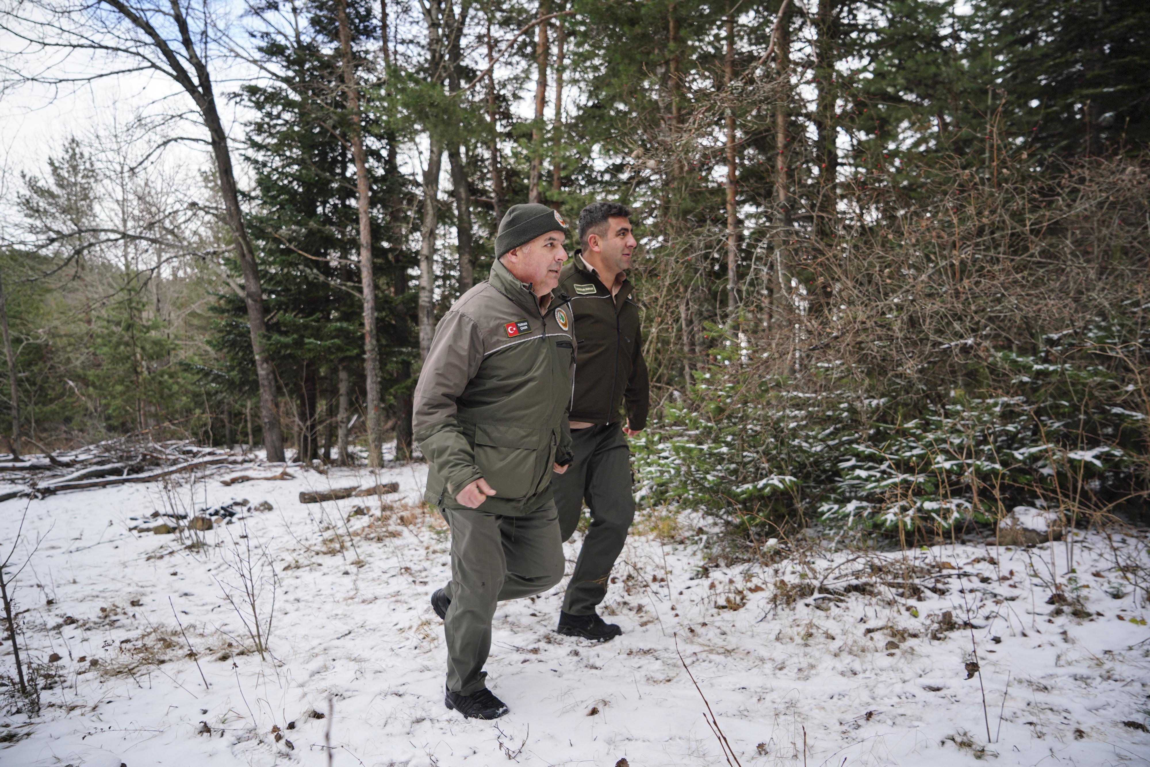 Yılbaşı öncesi kaçak çam ağacı kesimine sıkı denetim