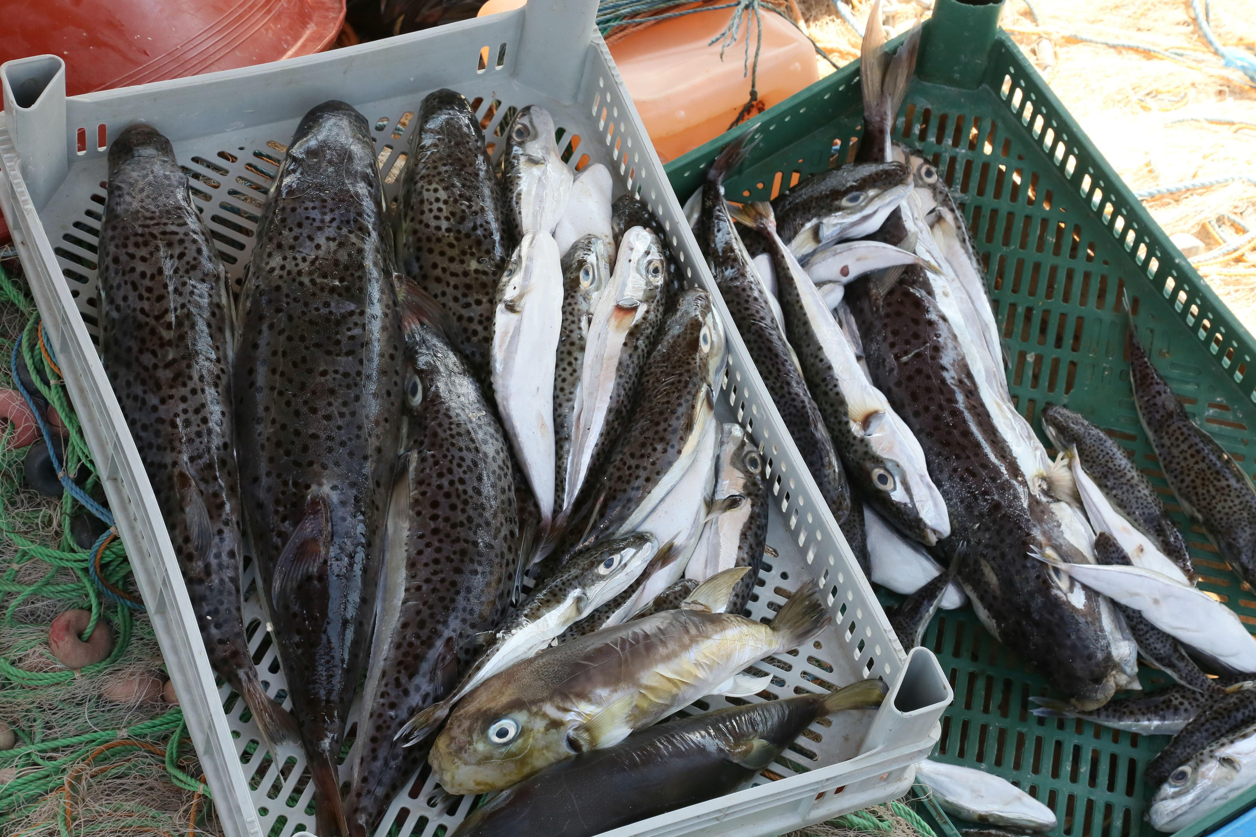 Balon balığı tebliği değişiyor, kuyruk alımı geri geliyor