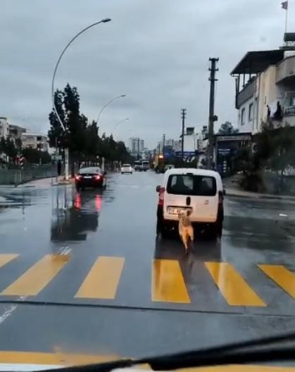 Köpeği aracın arkasına bağlayıp kilometrelerce koşturdu