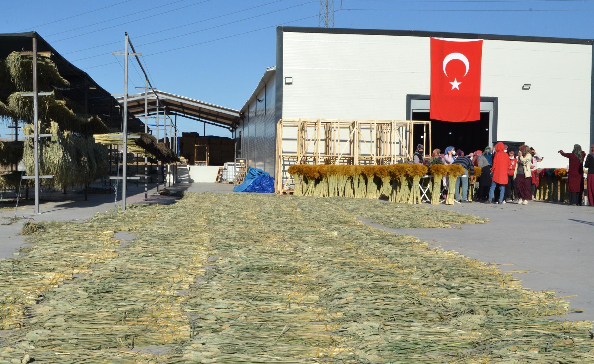 Ayşe öğretmenin pampas otu projesi, köydeki 100 kadına iş imkanı sağladı