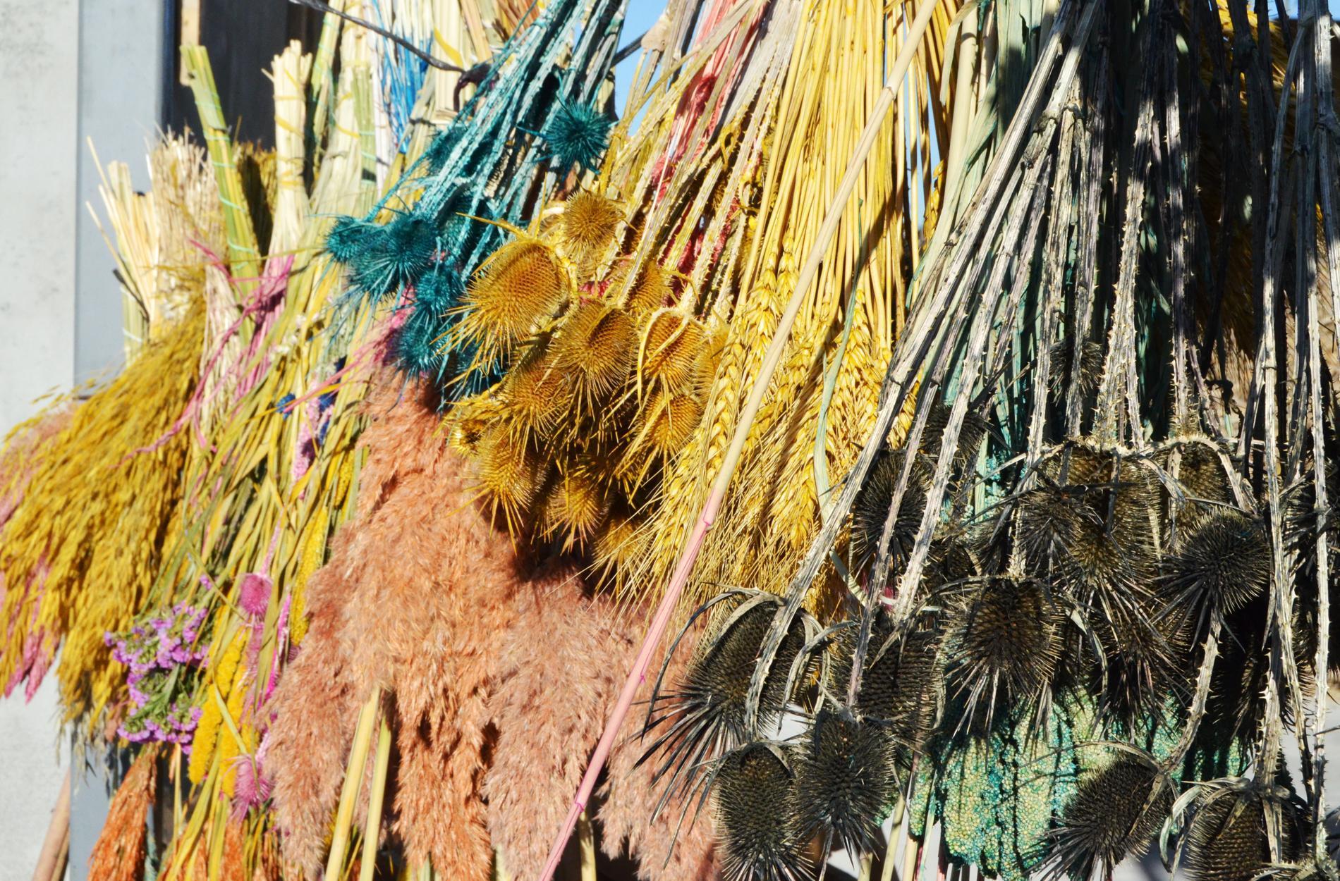 Ayşe öğretmenin pampas otu projesi, köydeki 100 kadına iş imkanı sağladı