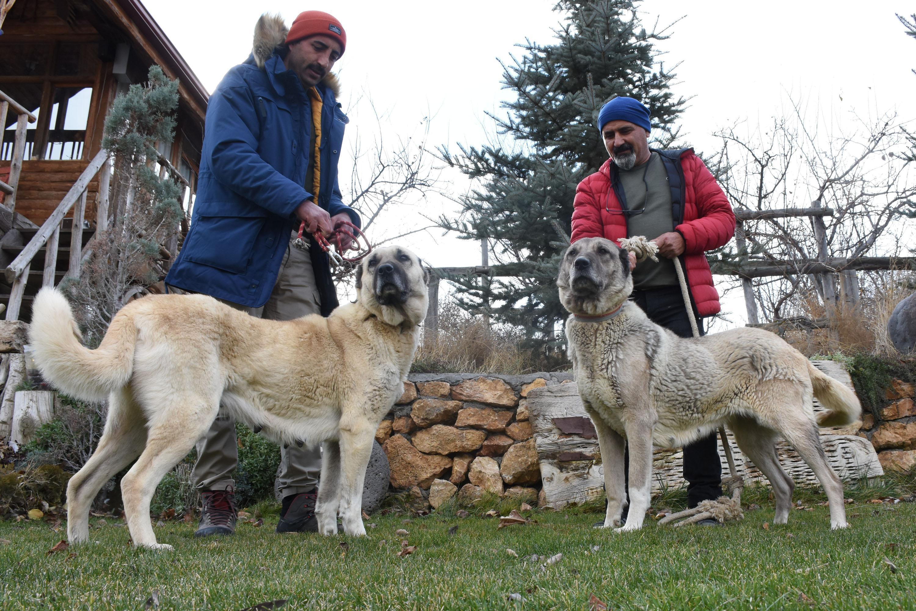 Kangal köpekleri, kışlık zırhlarını giyiyor