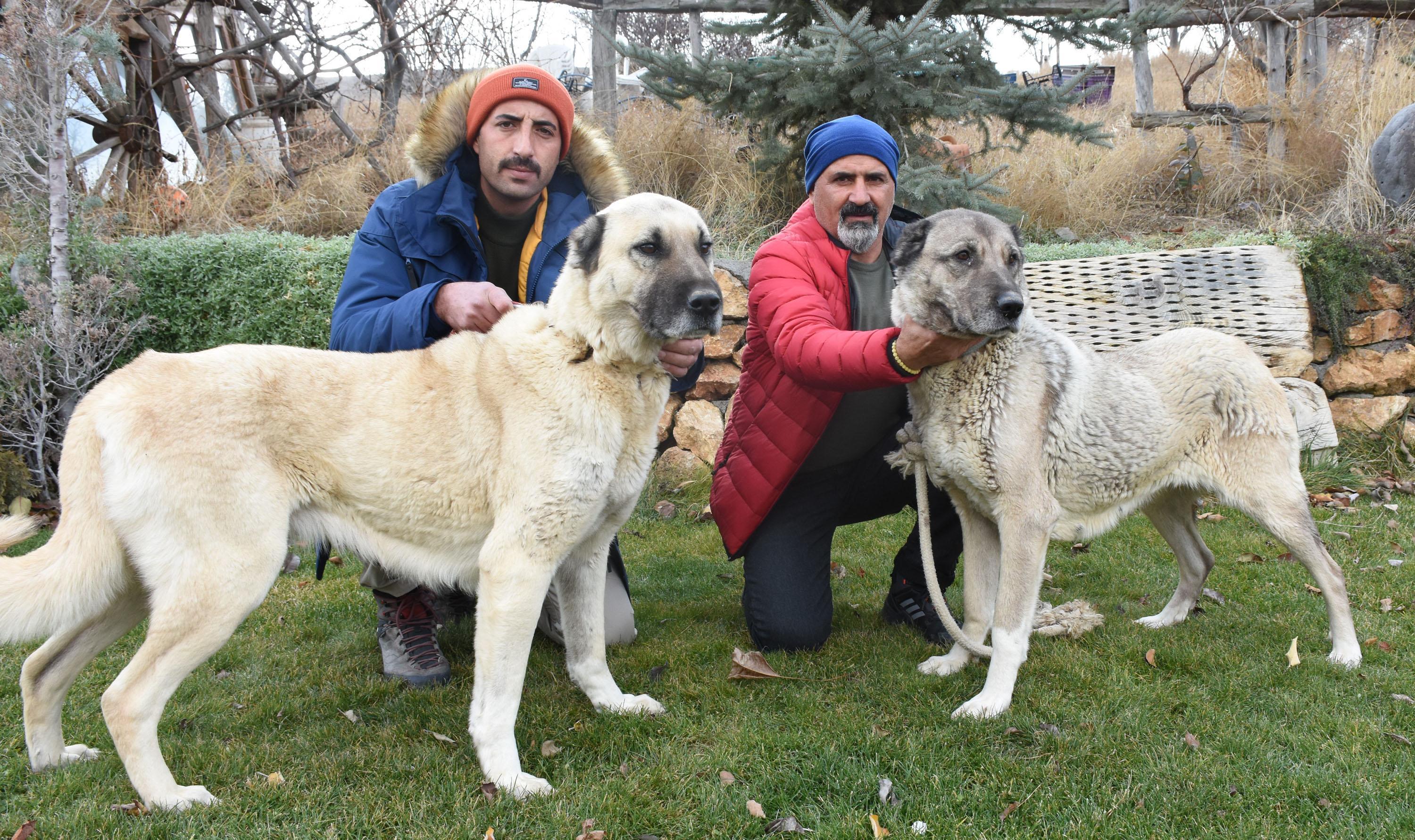 Kangal köpekleri, kışlık zırhlarını giyiyor