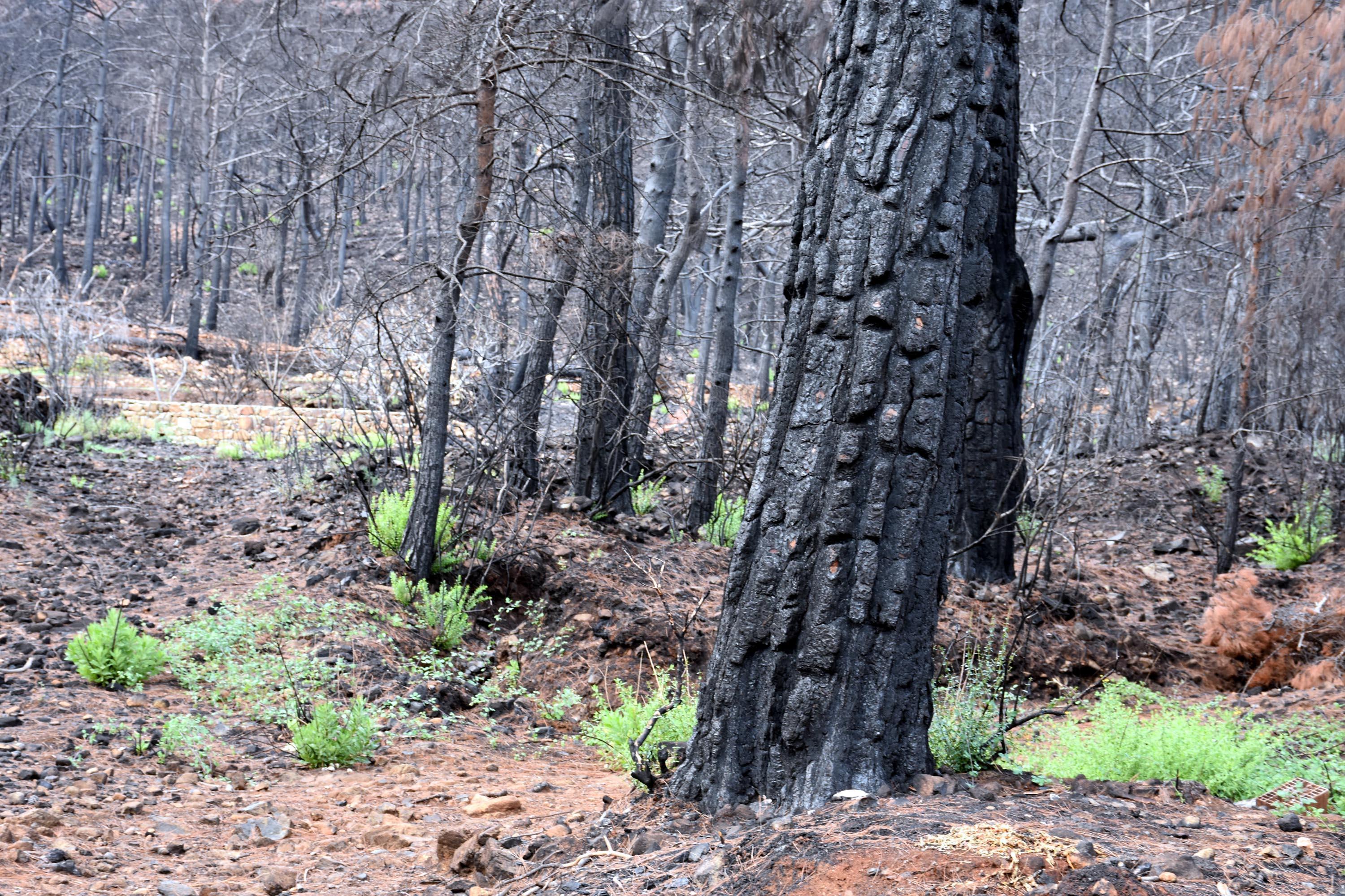 Marmariste yanan alanlarda çiçekler açtı