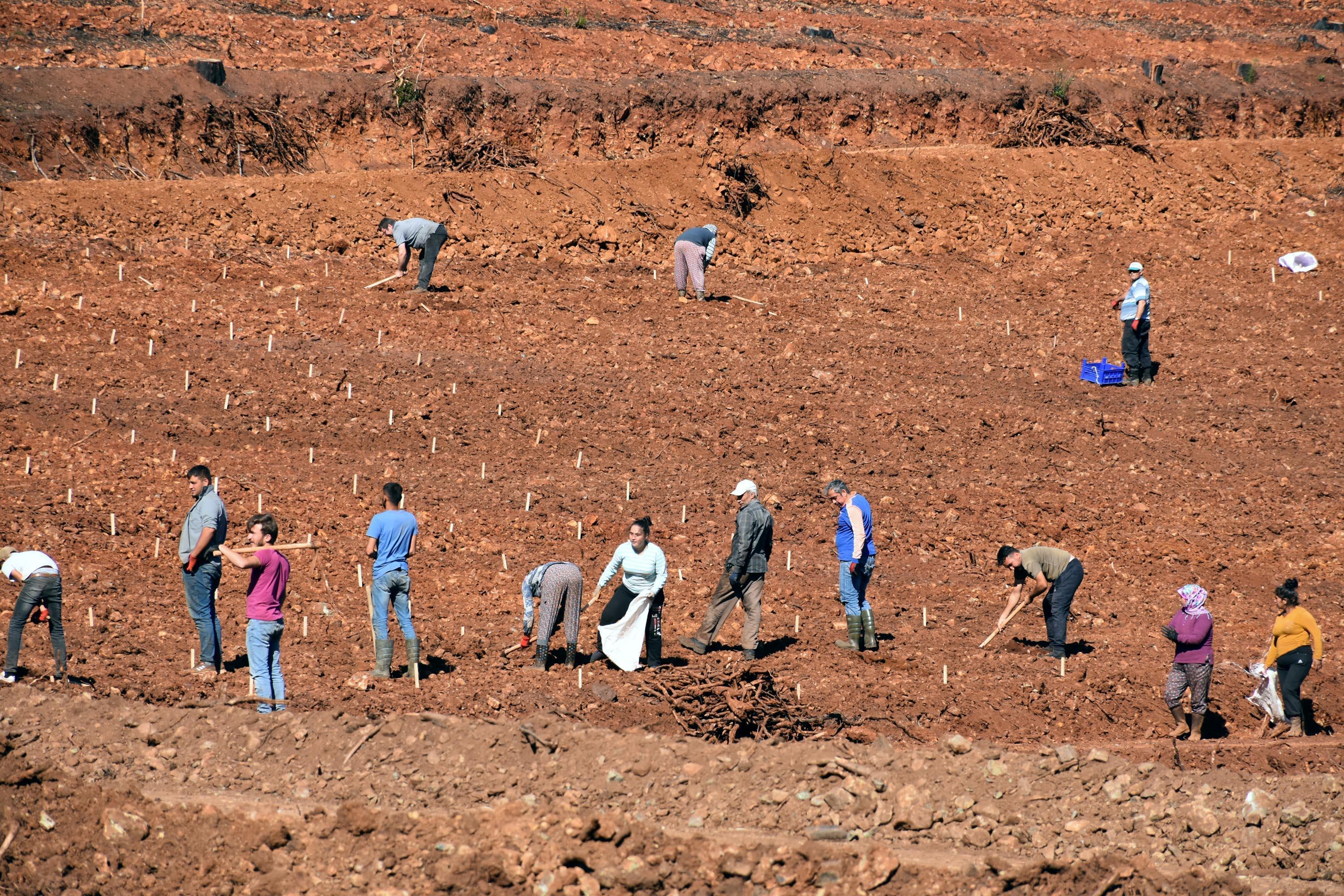 Marmariste yanan alanlarda çiçekler açtı