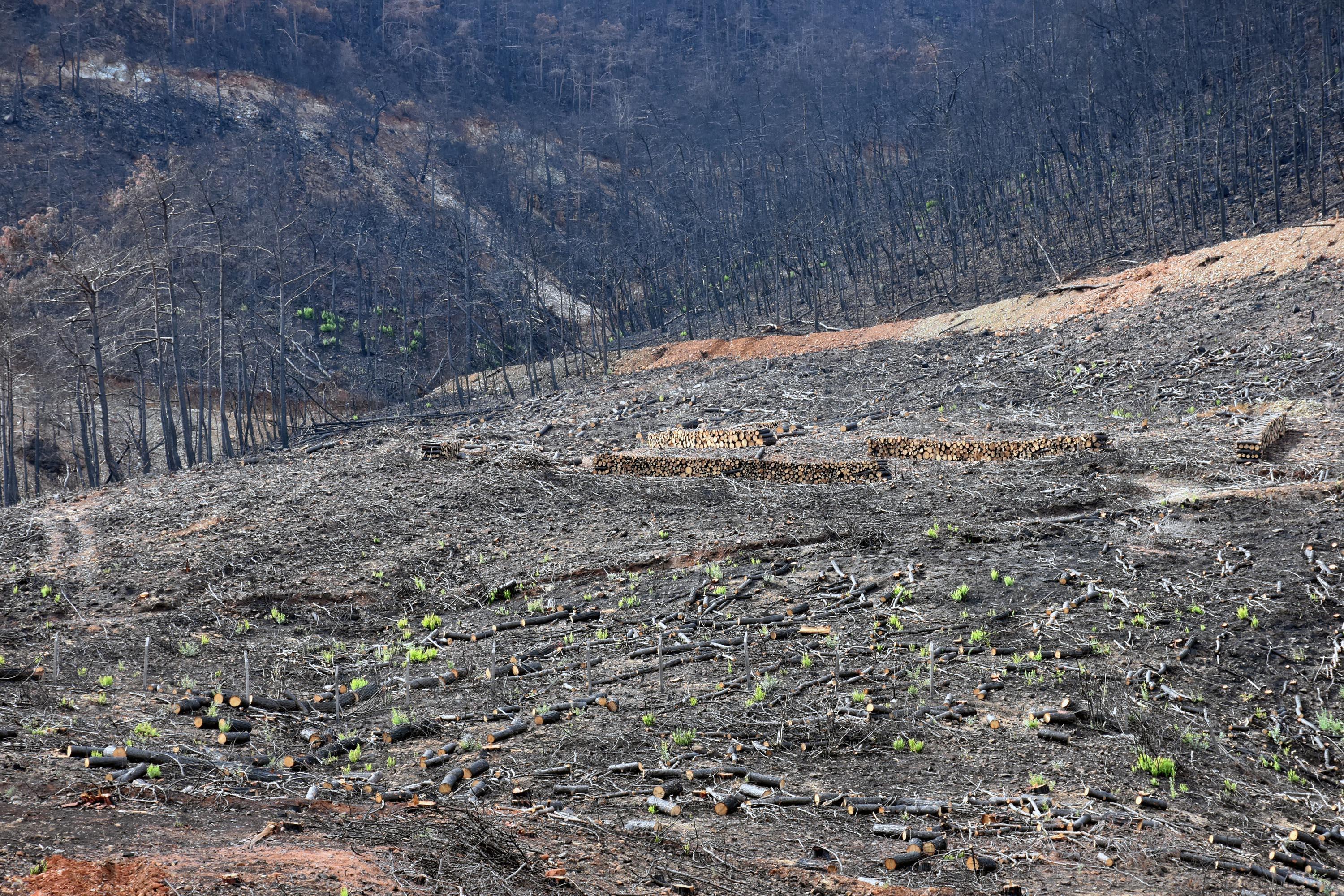 Marmariste yanan alanlarda çiçekler açtı
