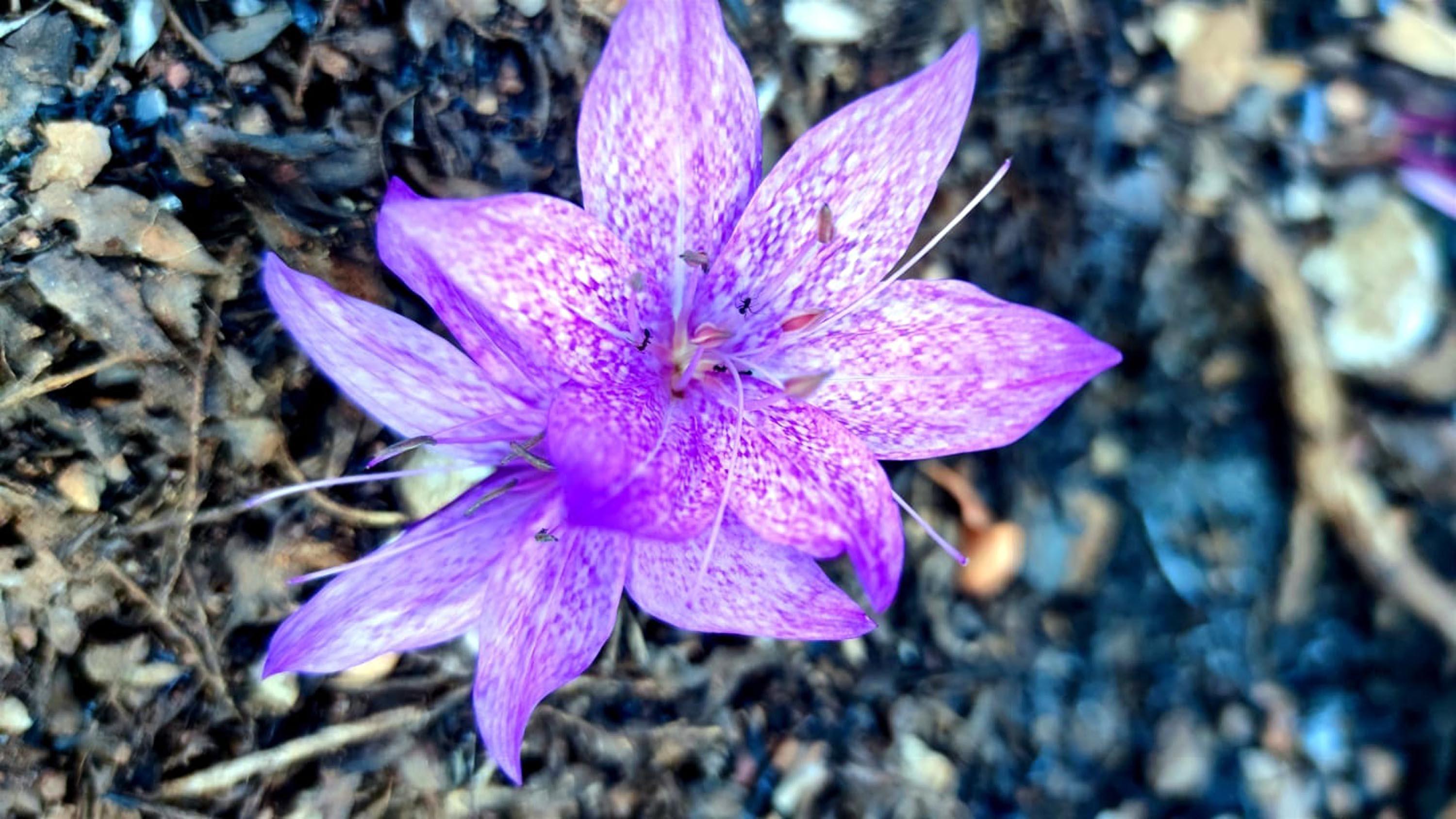 Marmariste yanan alanlarda çiçekler açtı