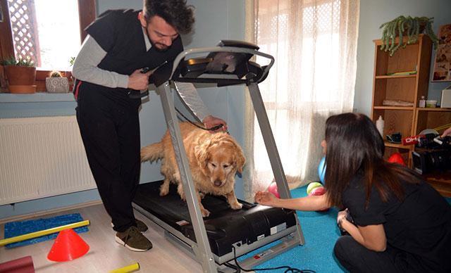 Obez köpek Paşa, 30 kilo verdi