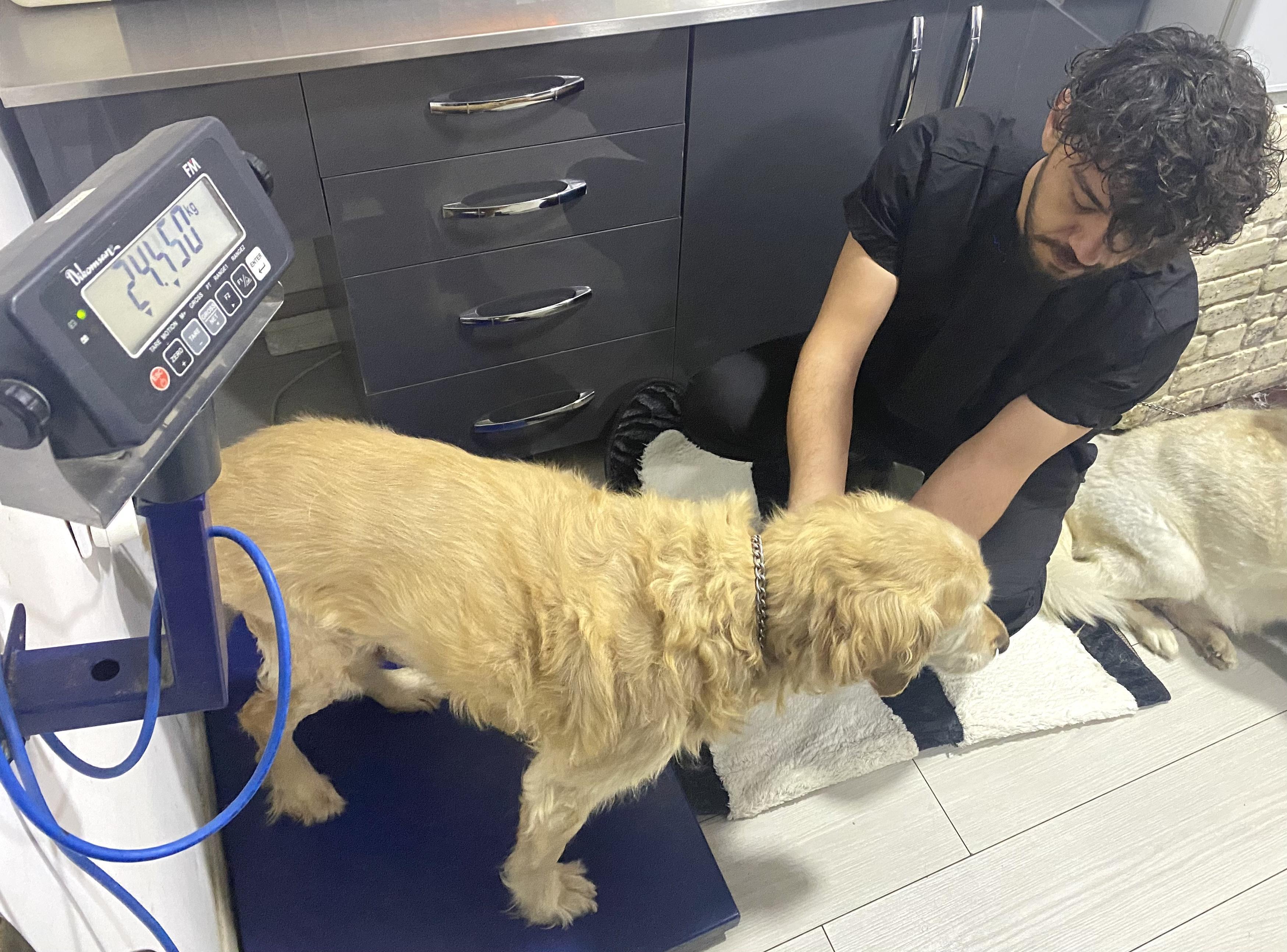 Obez köpek Paşa, 30 kilo verdi