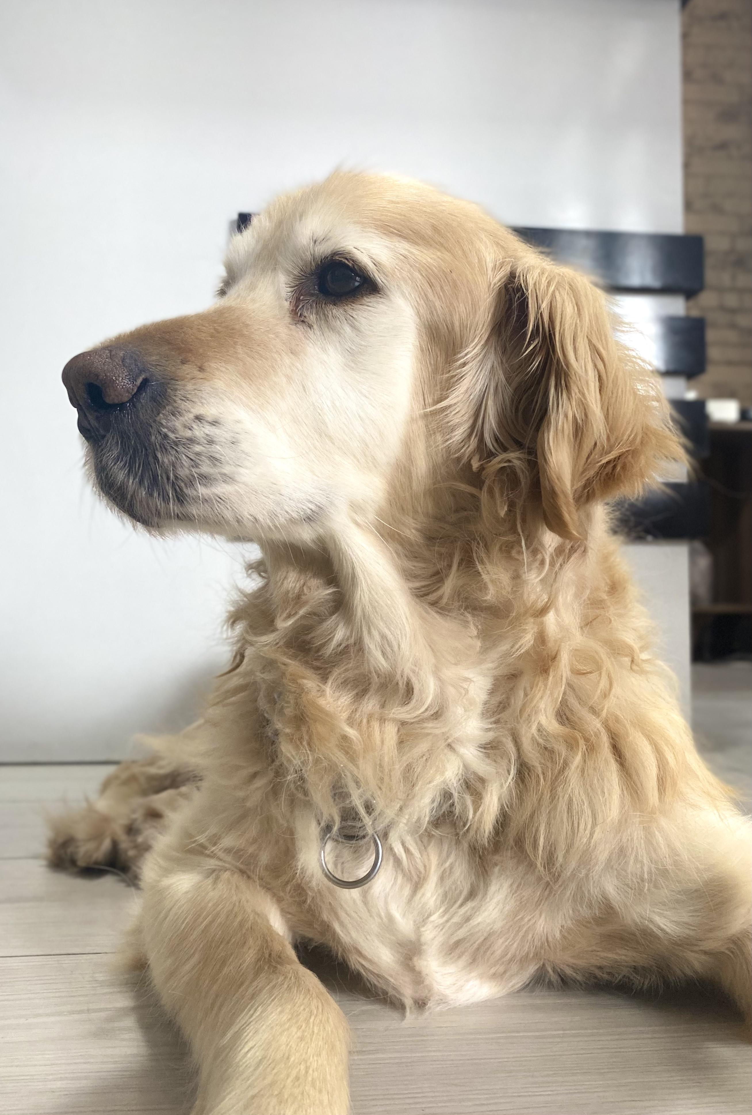 Obez köpek Paşa, 30 kilo verdi