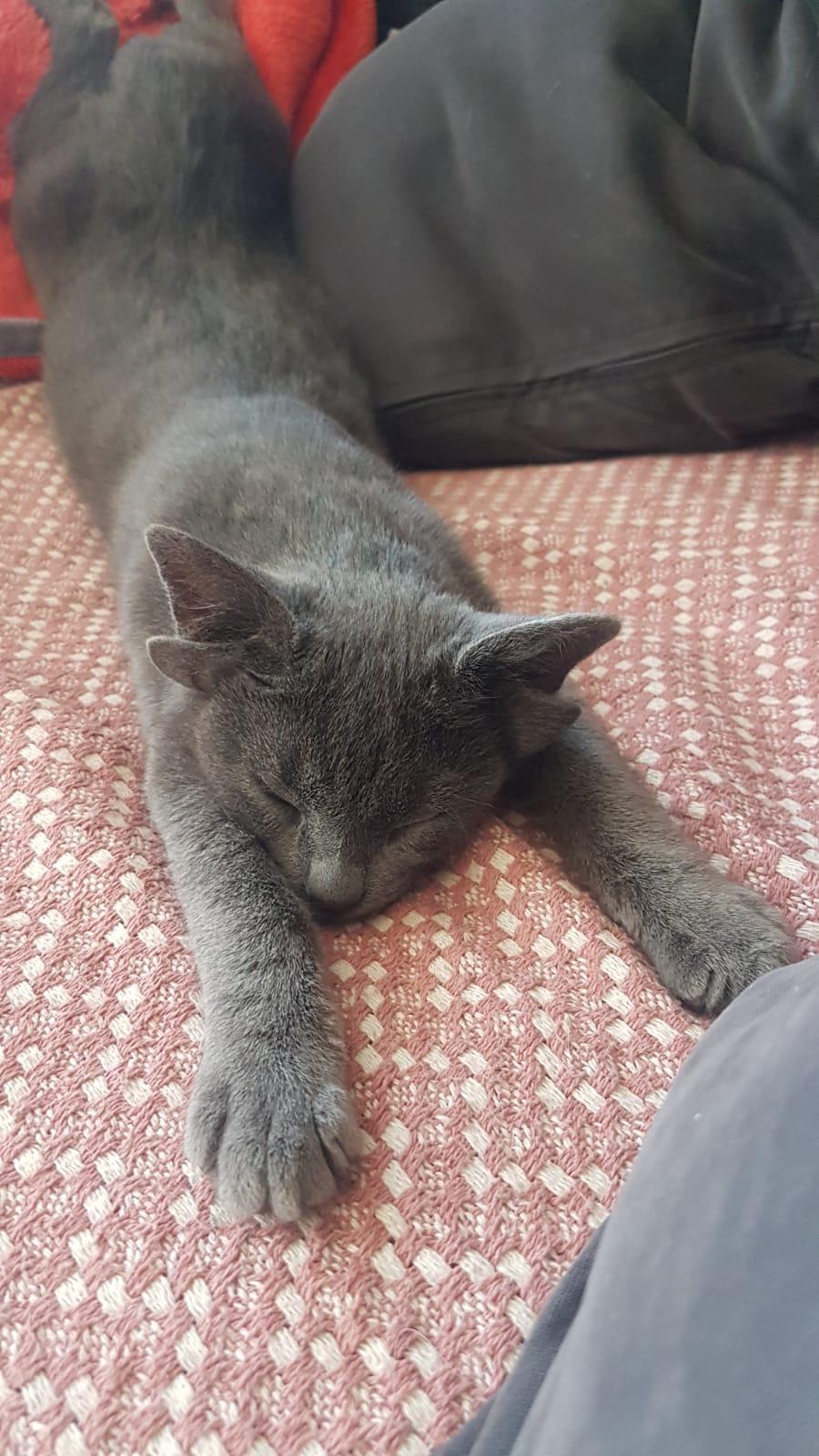 4 kulaklı kedi Midas, sokak hayvanlarına umut olacak