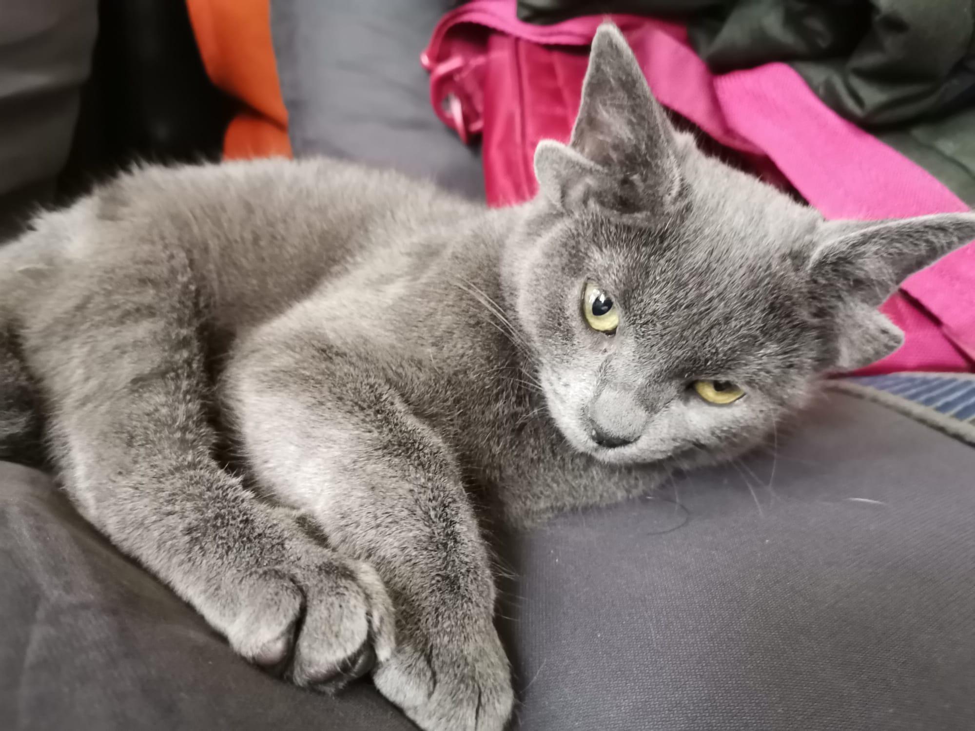 4 kulaklı kedi Midas, sokak hayvanlarına umut olacak