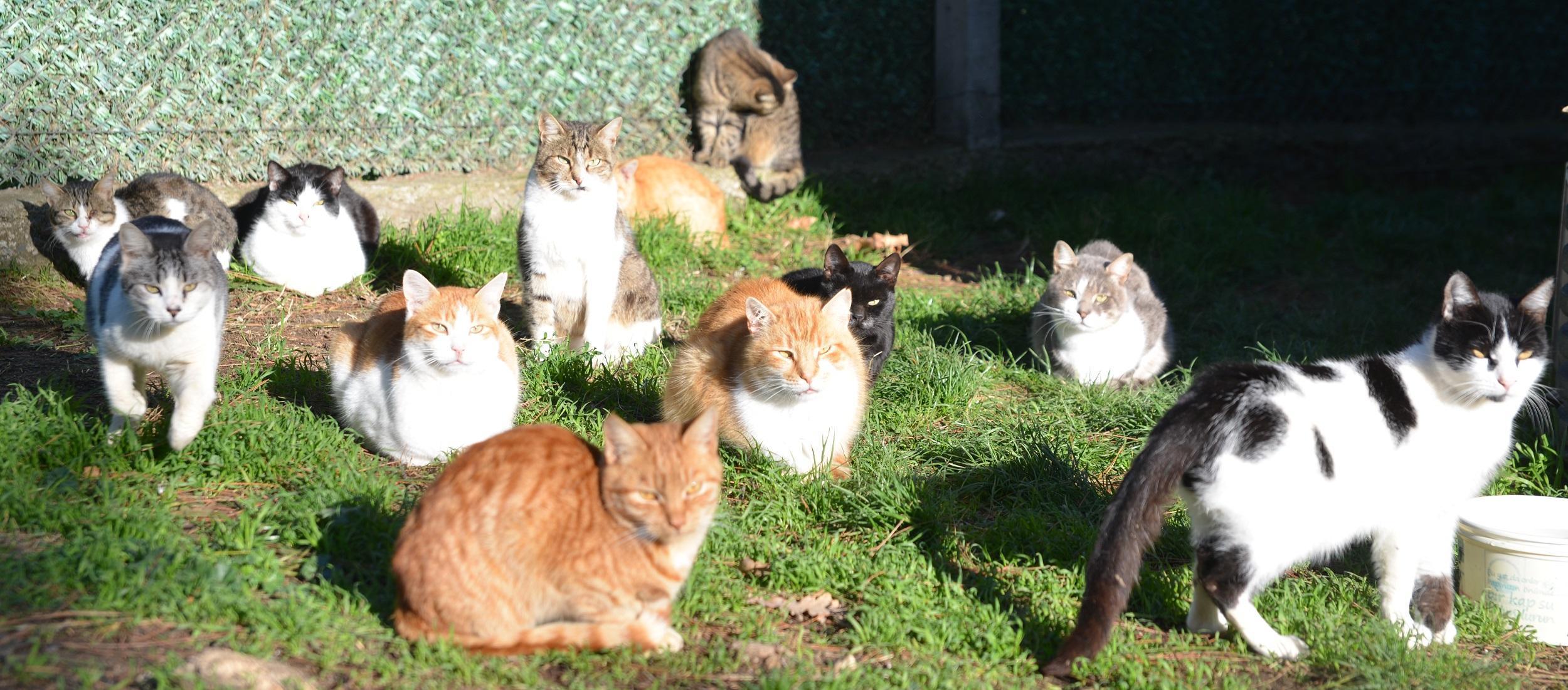 Engelli kedilere villa