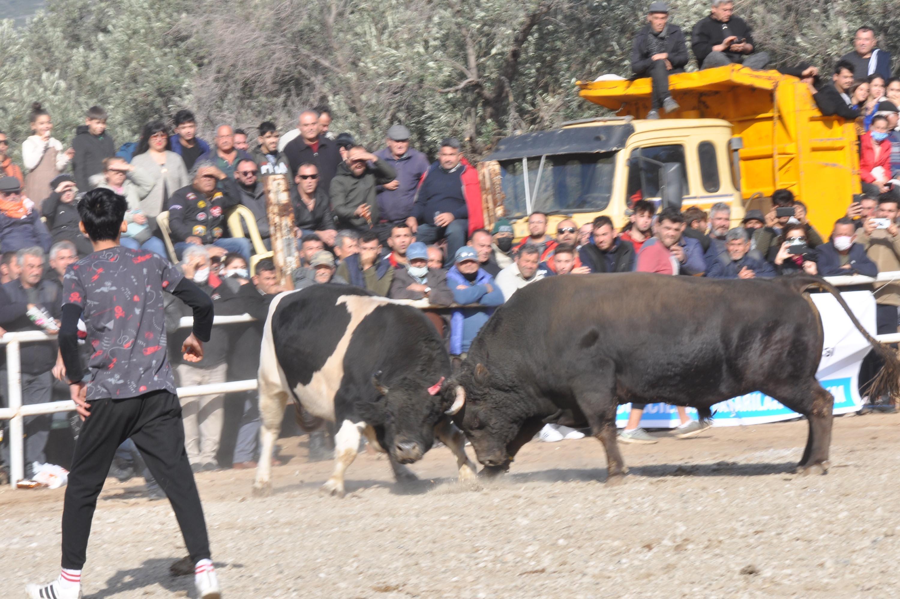 Datçada boğalar, Defne için güreşti