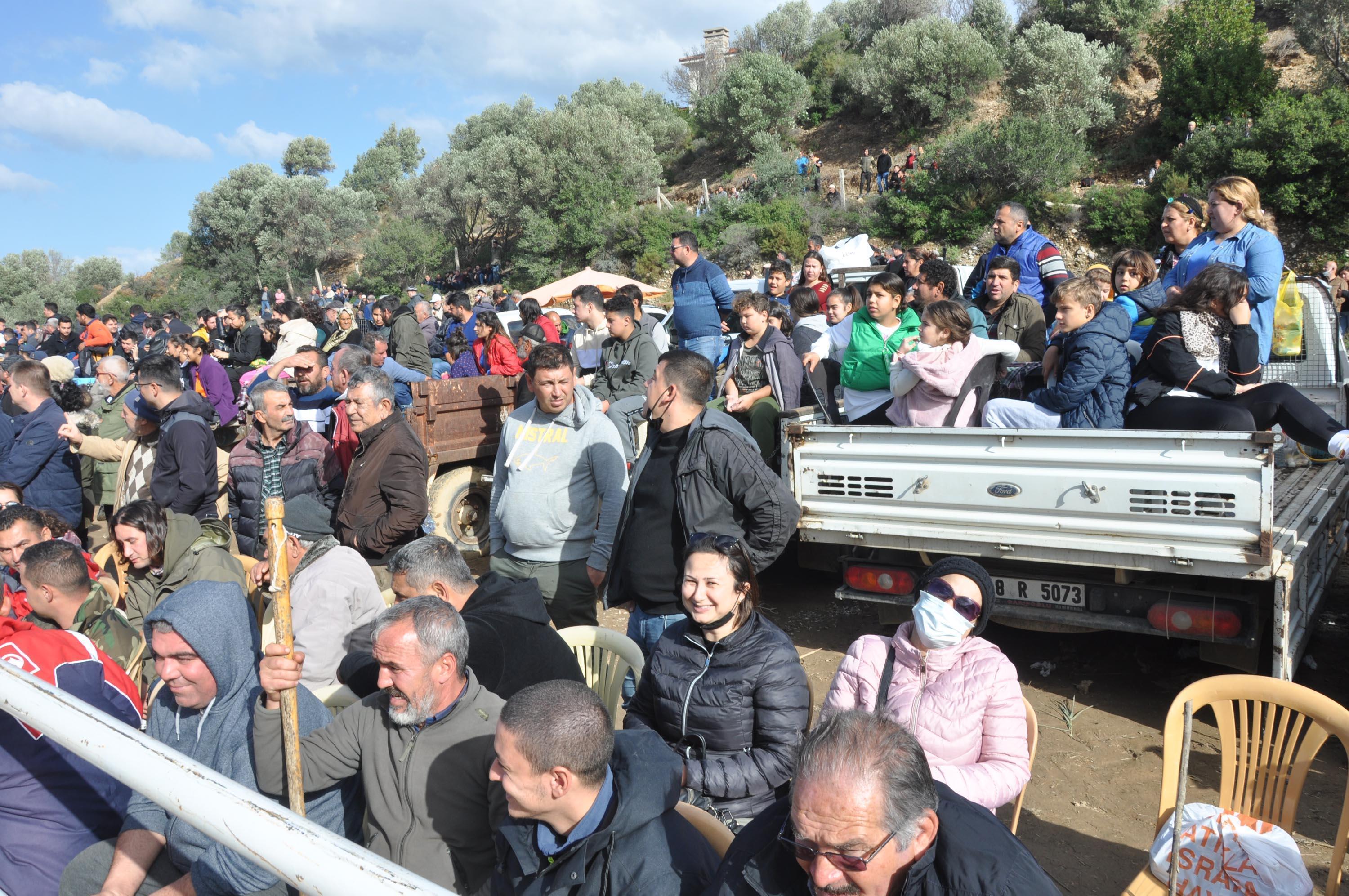 Datçada boğalar, Defne için güreşti