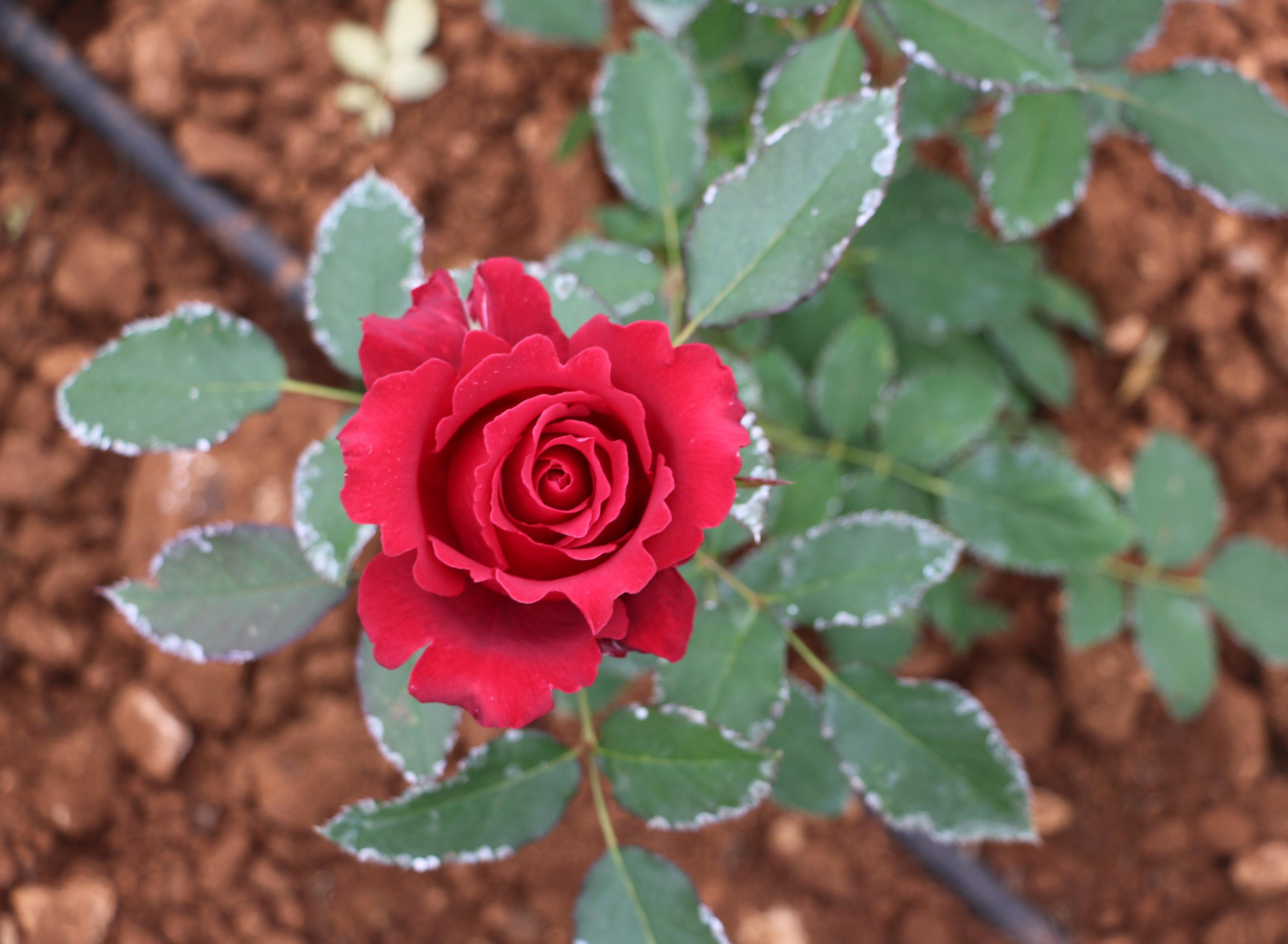 Kırgızistanlı Leyla, devlet desteği ile kesme gül serası kurdu