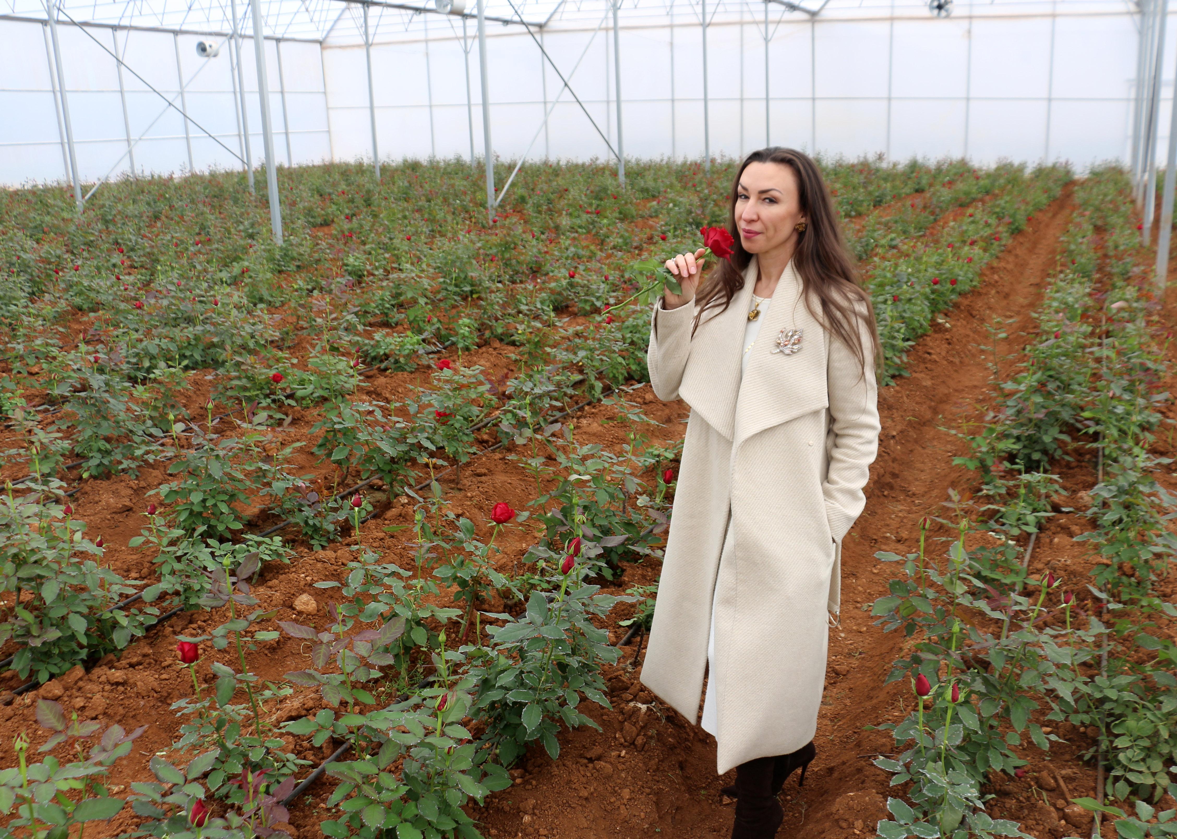 Kırgızistanlı Leyla, devlet desteği ile kesme gül serası kurdu