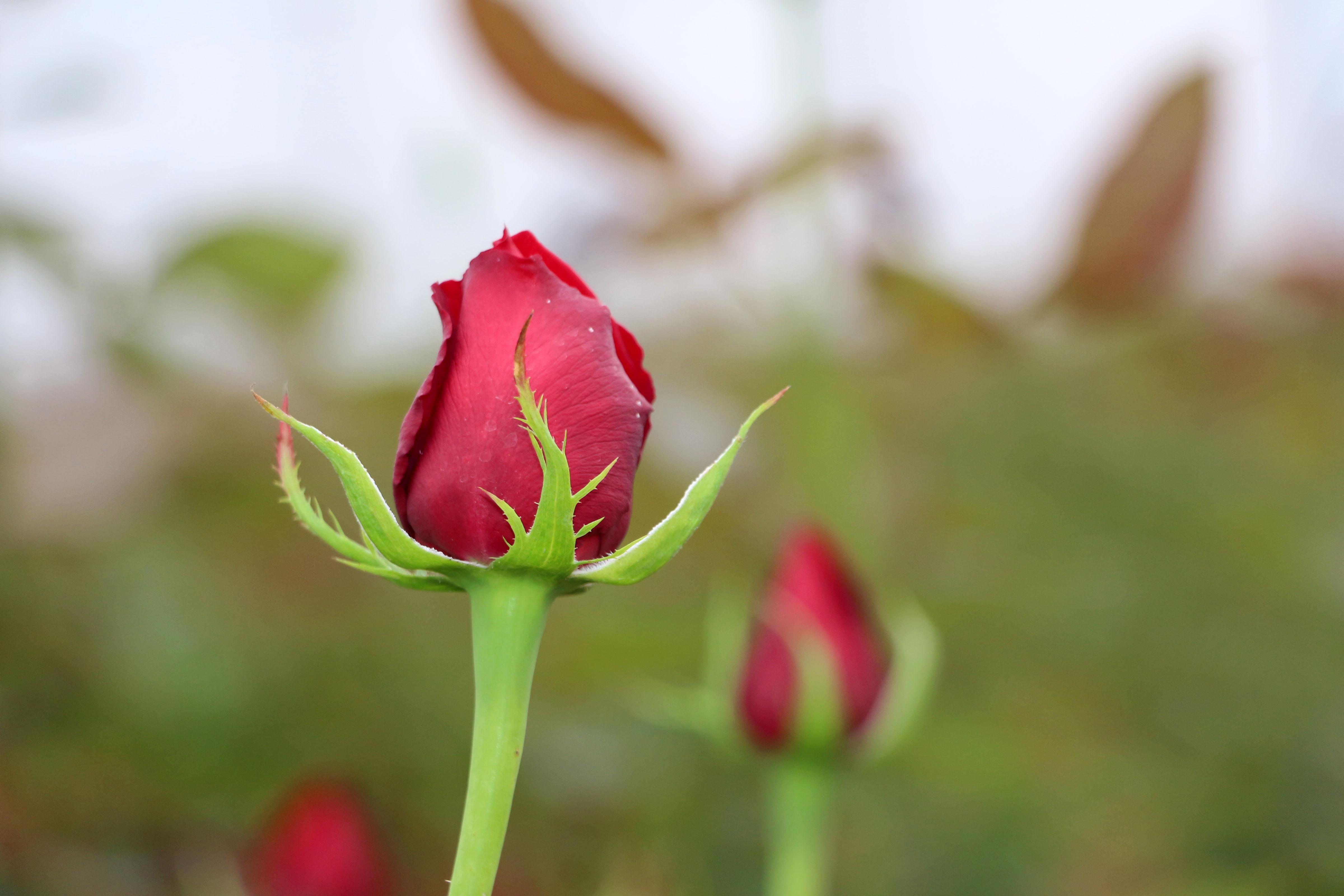 Kırgızistanlı Leyla, devlet desteği ile kesme gül serası kurdu