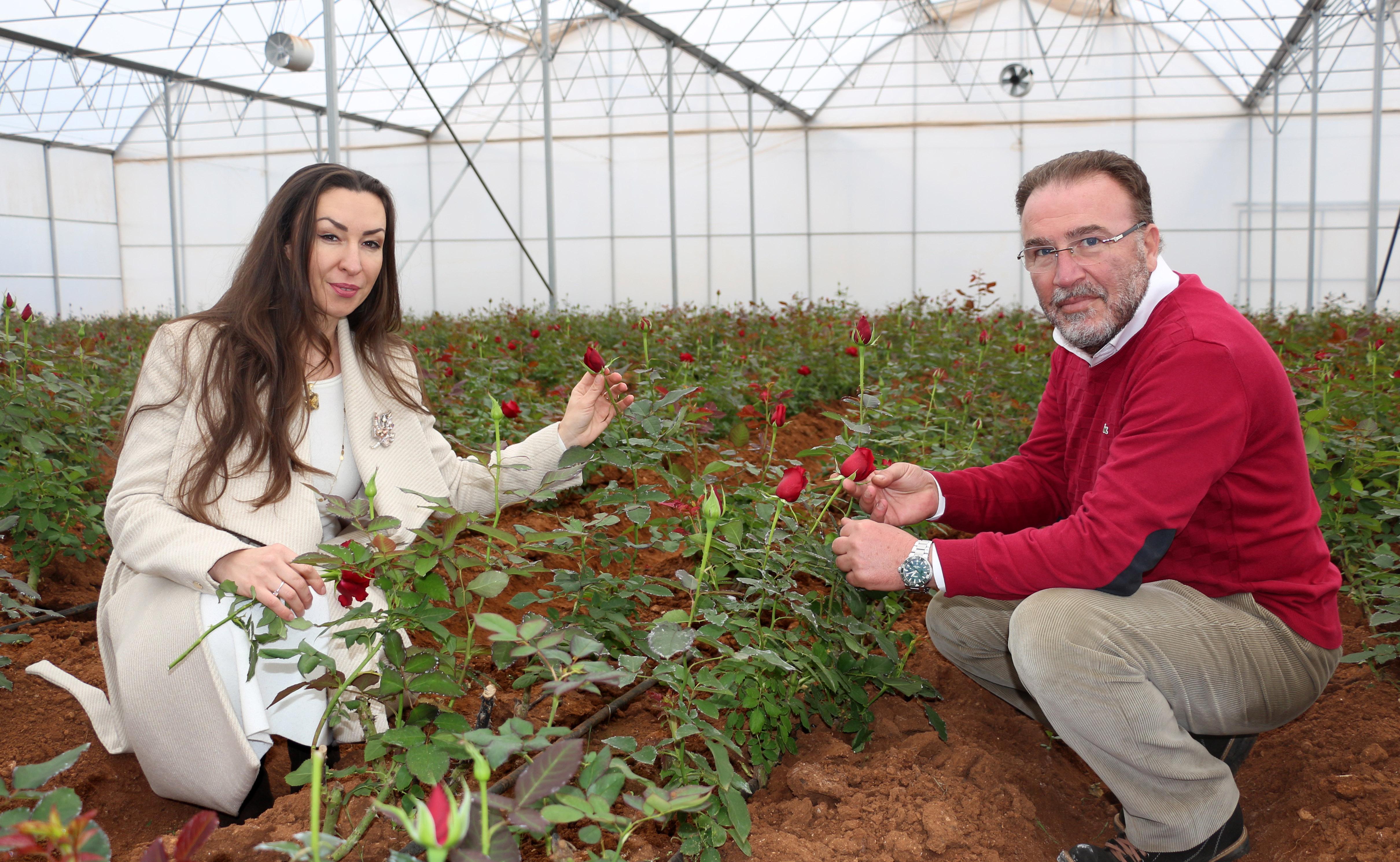 Kırgızistanlı Leyla, devlet desteği ile kesme gül serası kurdu