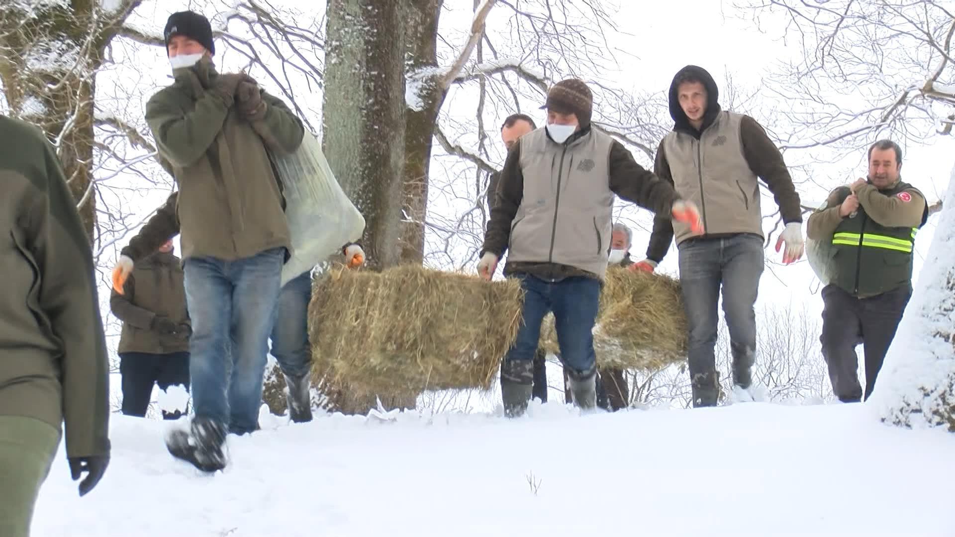 Yaban hayvanları için karla kaplı ormana yem bırakıldı