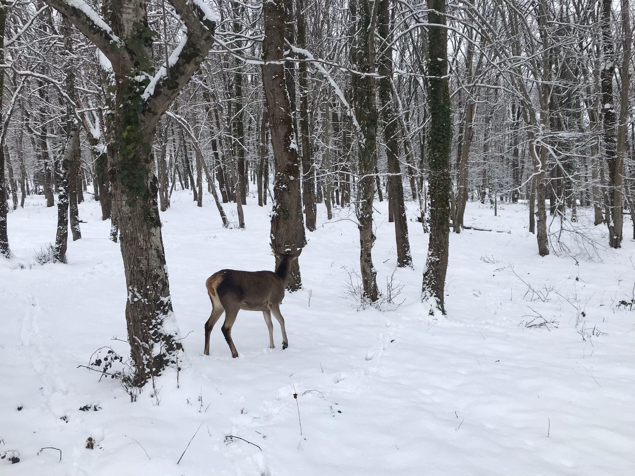 Yaban hayvanları için karla kaplı ormana yem bırakıldı