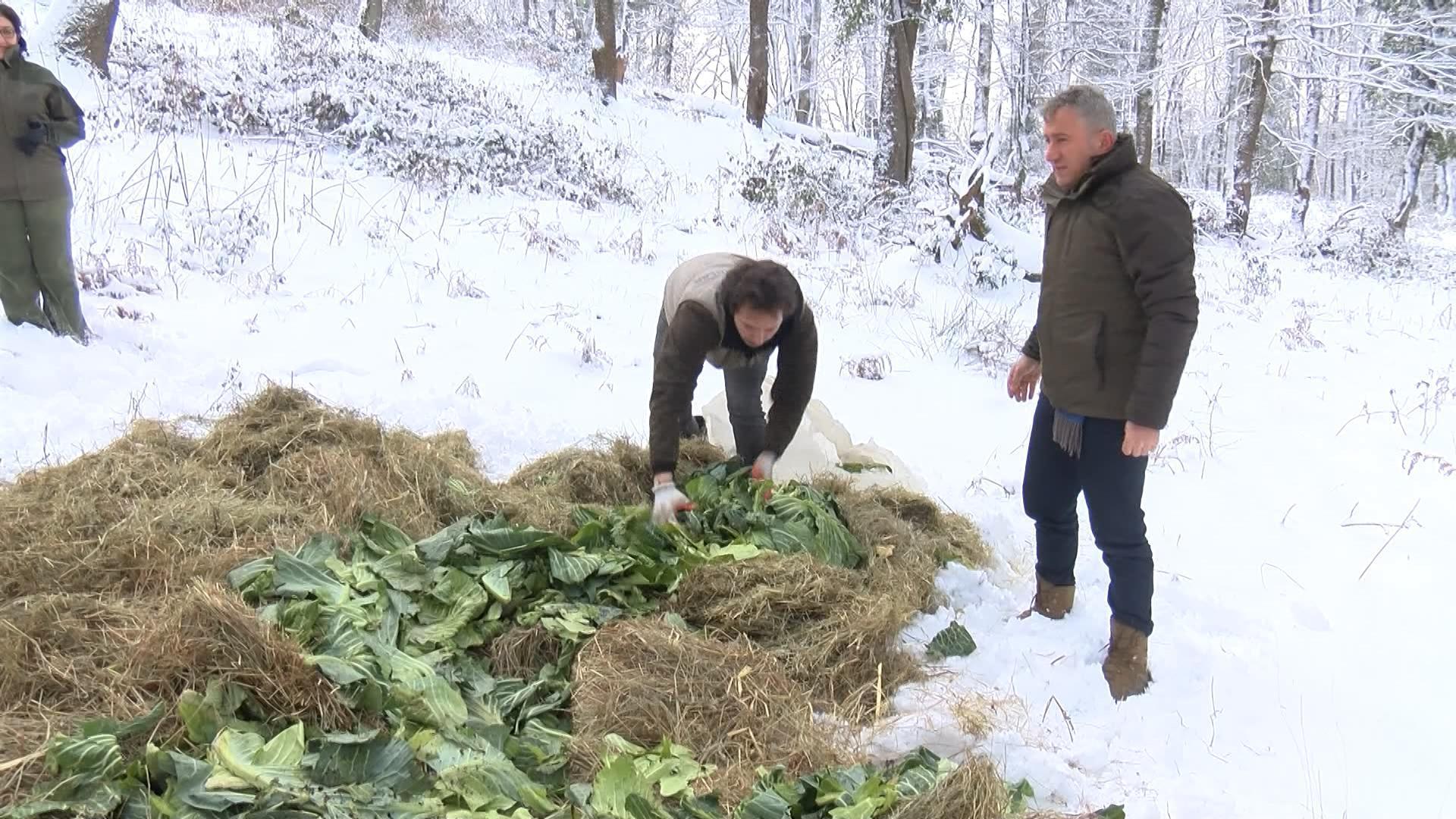 Yaban hayvanları için karla kaplı ormana yem bırakıldı