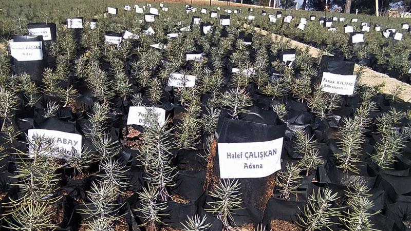 Depremde hayatını kaybedenlerin isimleri fidanlarda