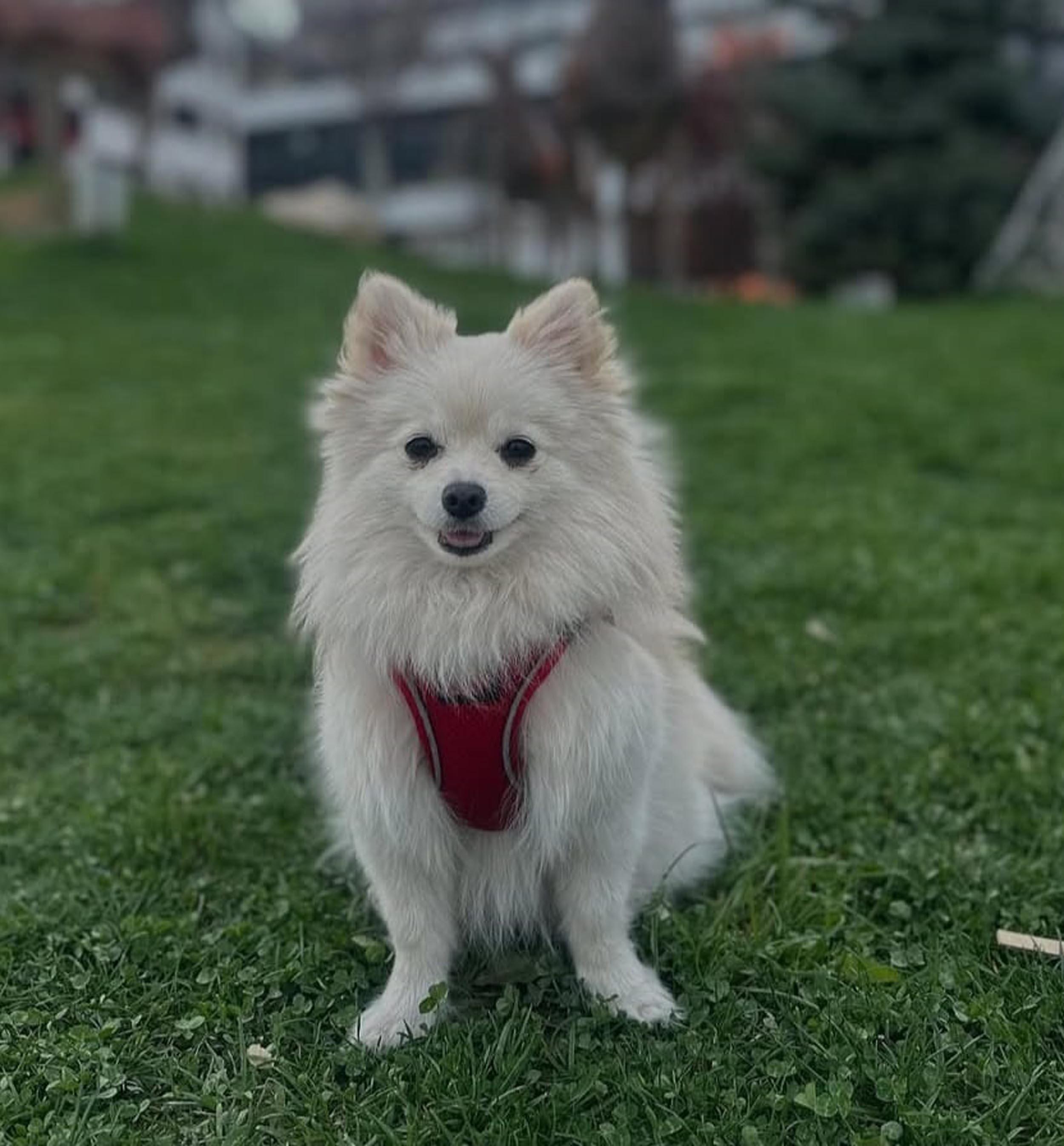 Kayıp köpeği Şeker