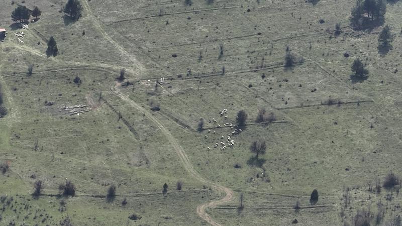 Bolu’da kaybolan küçükbaşlar, dronla bulundu