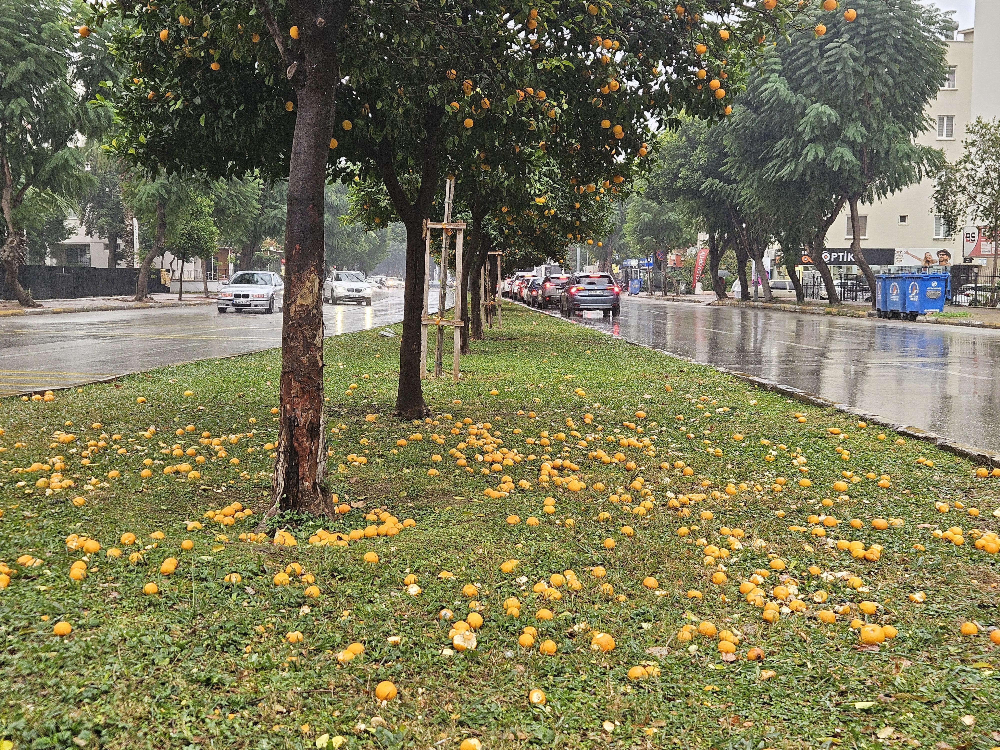 Şiddetli yağmur turunçları döktü