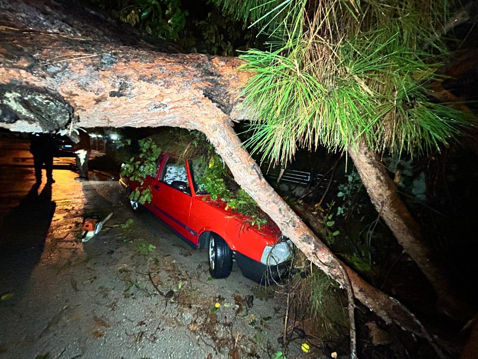 Antalya’da şiddetli yağış ağacı devirdi, 2 araç zarar gördü
