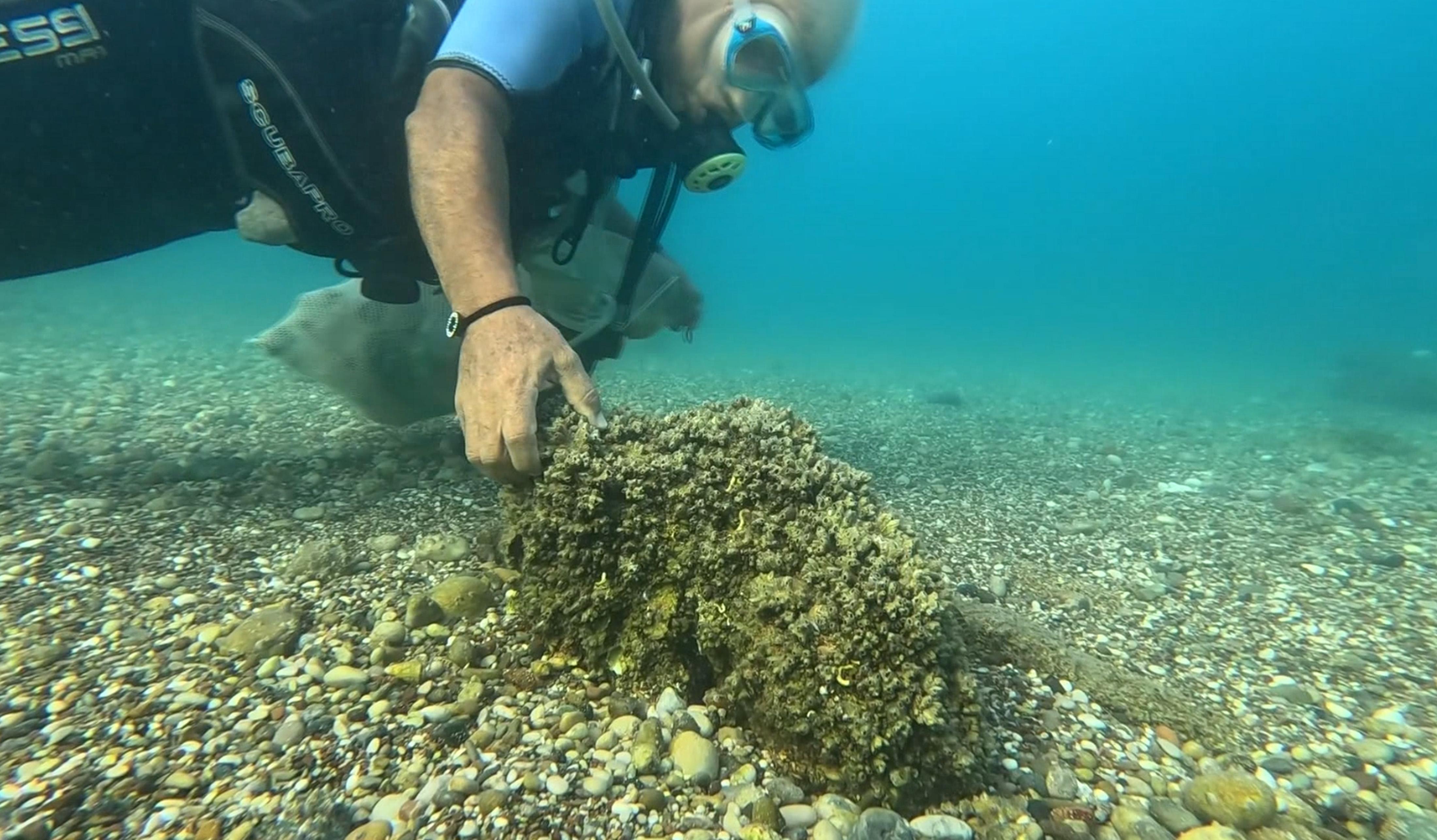 İstilacı istiridye ve midyeler, yerli deniz kestanelerinin yerini aldı İstilacı istiridye ve midyeler, yerli deniz kestanelerinin yerini aldı