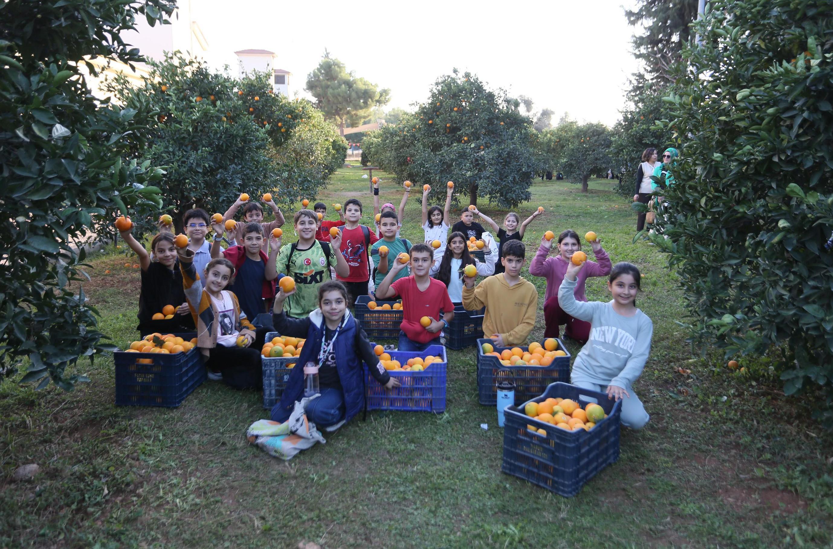 Dokumapark’tan toplanan portakallar ilçe halkıyla paylaşıldı Dokumapark’tan toplanan portakallar ilçe halkıyla paylaşıldı