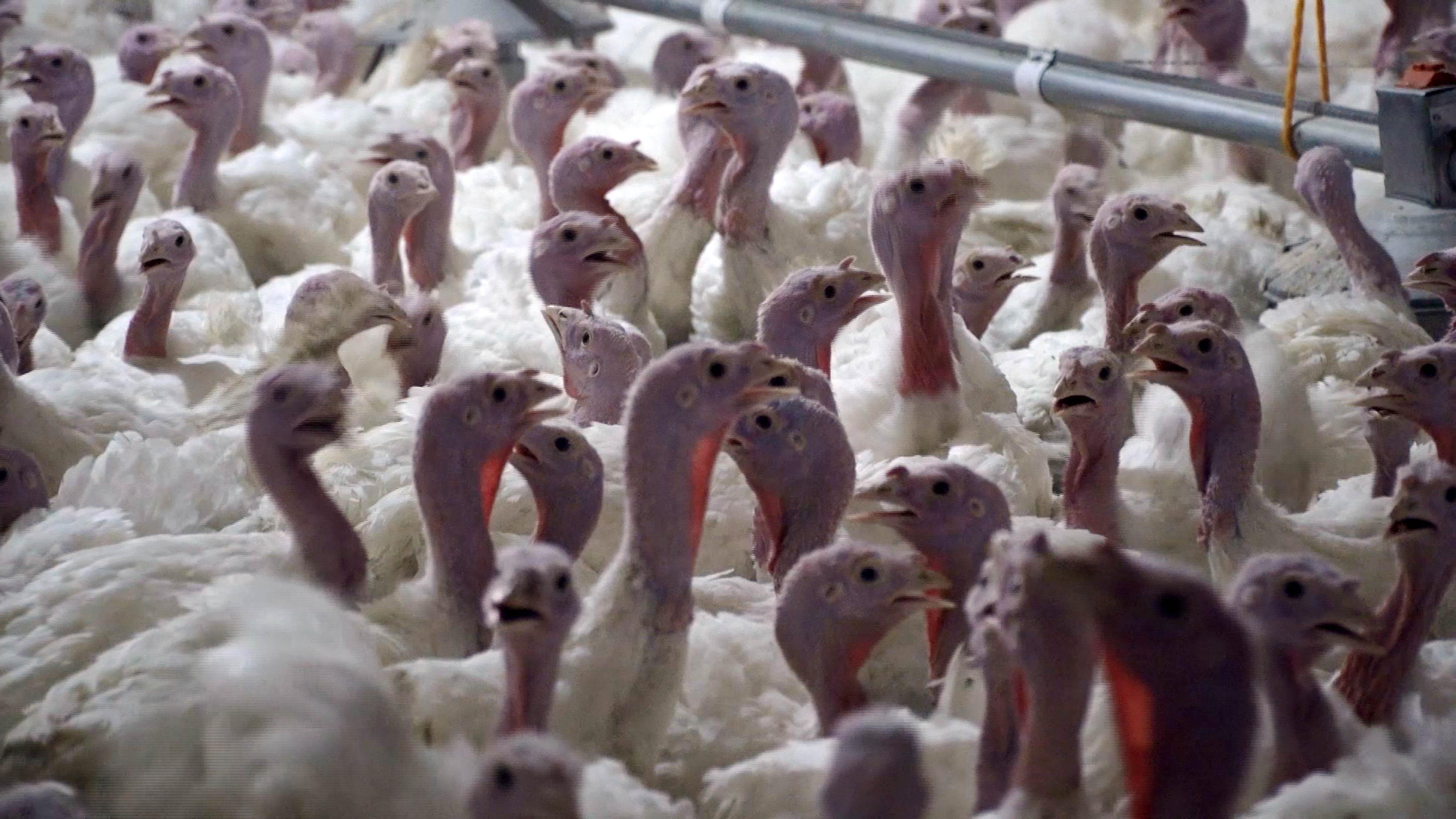 Yılbaşı hindisi 800 ile 1000 lira Yılbaşı hindisi 800 ile 1000 lira