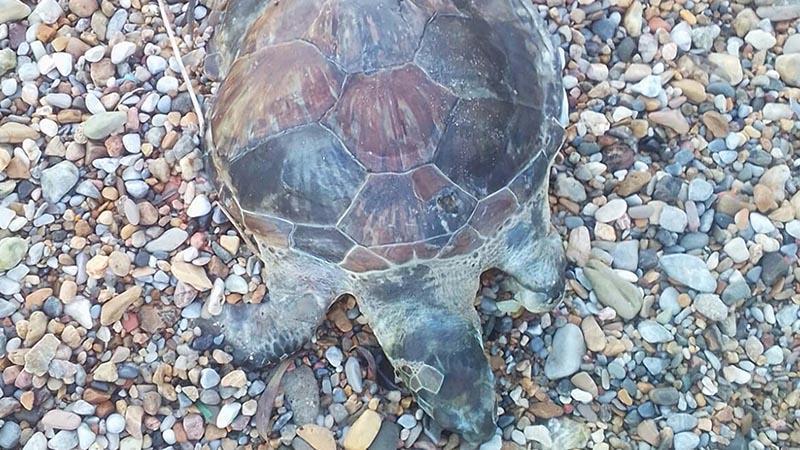 Bodrum’da kıyıya ölü caretta caretta vurdu Bodrum’da kıyıya ölü caretta caretta vurdu
