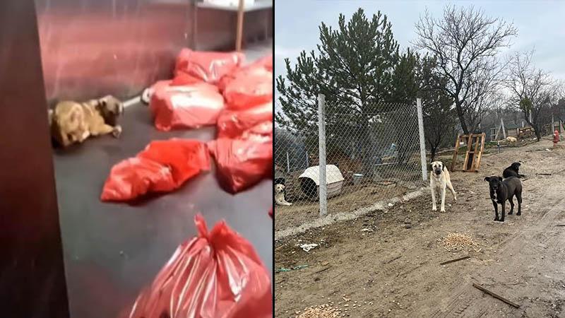Barınakta çöp poşetlerindeki ölü köpekler için soruşturma
