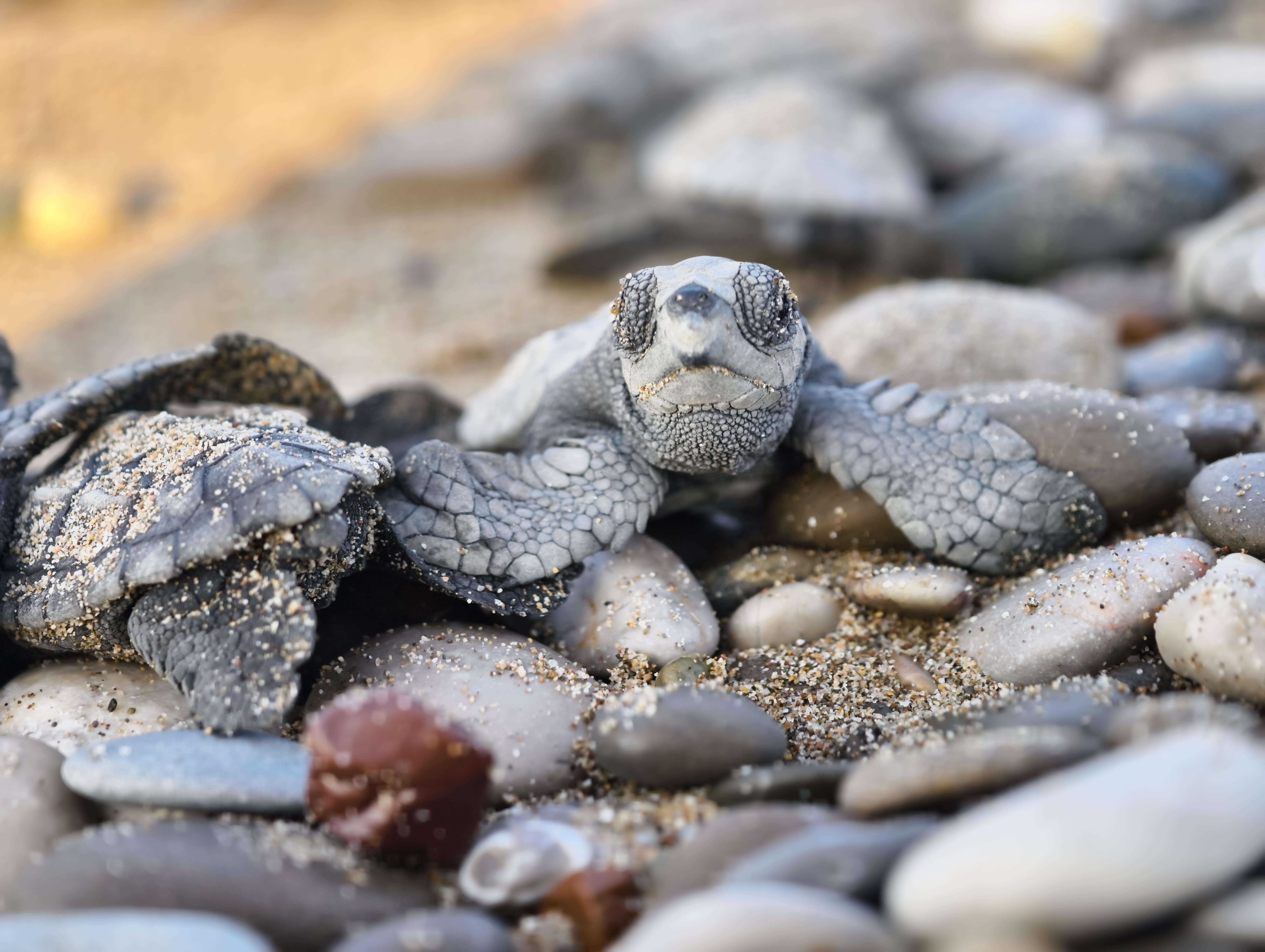 Antalya’da yarım milyona yakın caretta yavrusu denizle buluştu