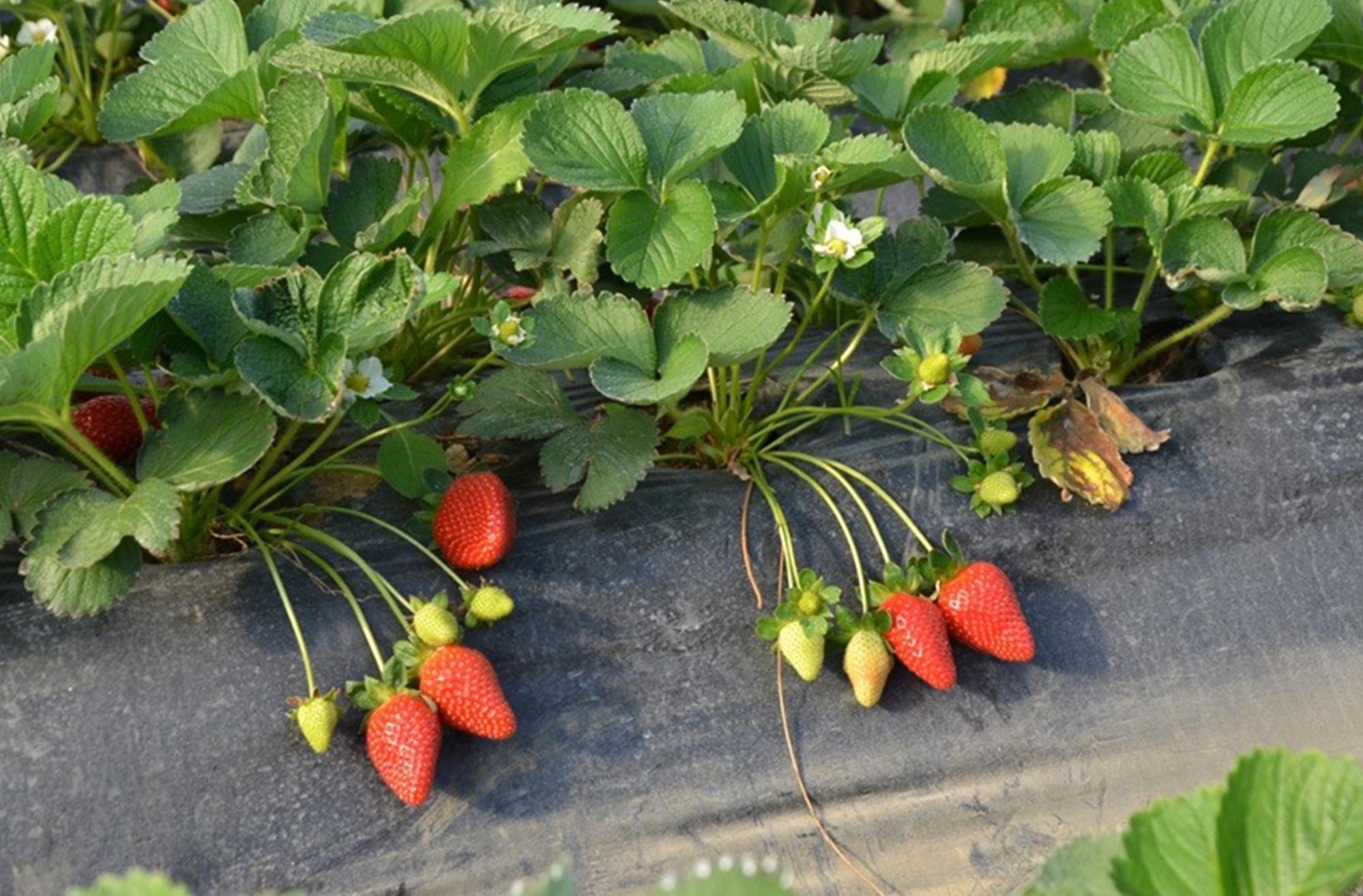 Kadriye çileğine coğrafi işaret başvurusu Kadriye çileğine coğrafi işaret başvurusu