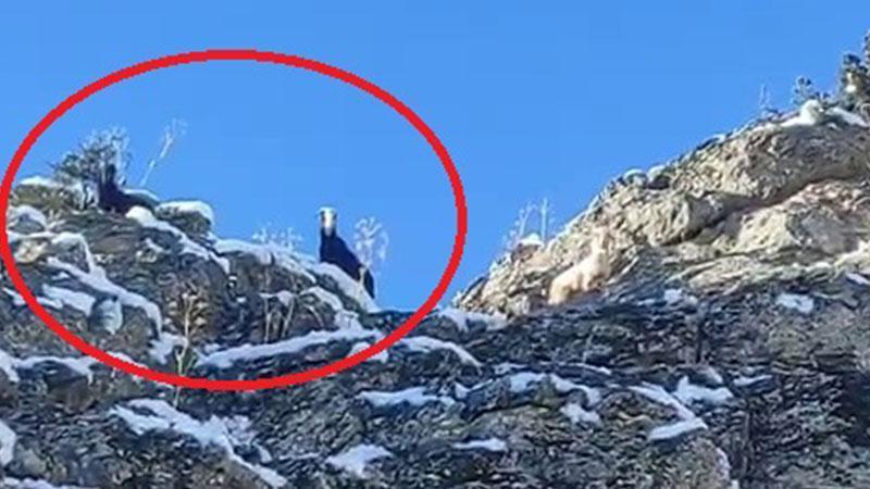 Feke’de dağda mahsur kalan 18 keçi kurtarılmayı bekliyor