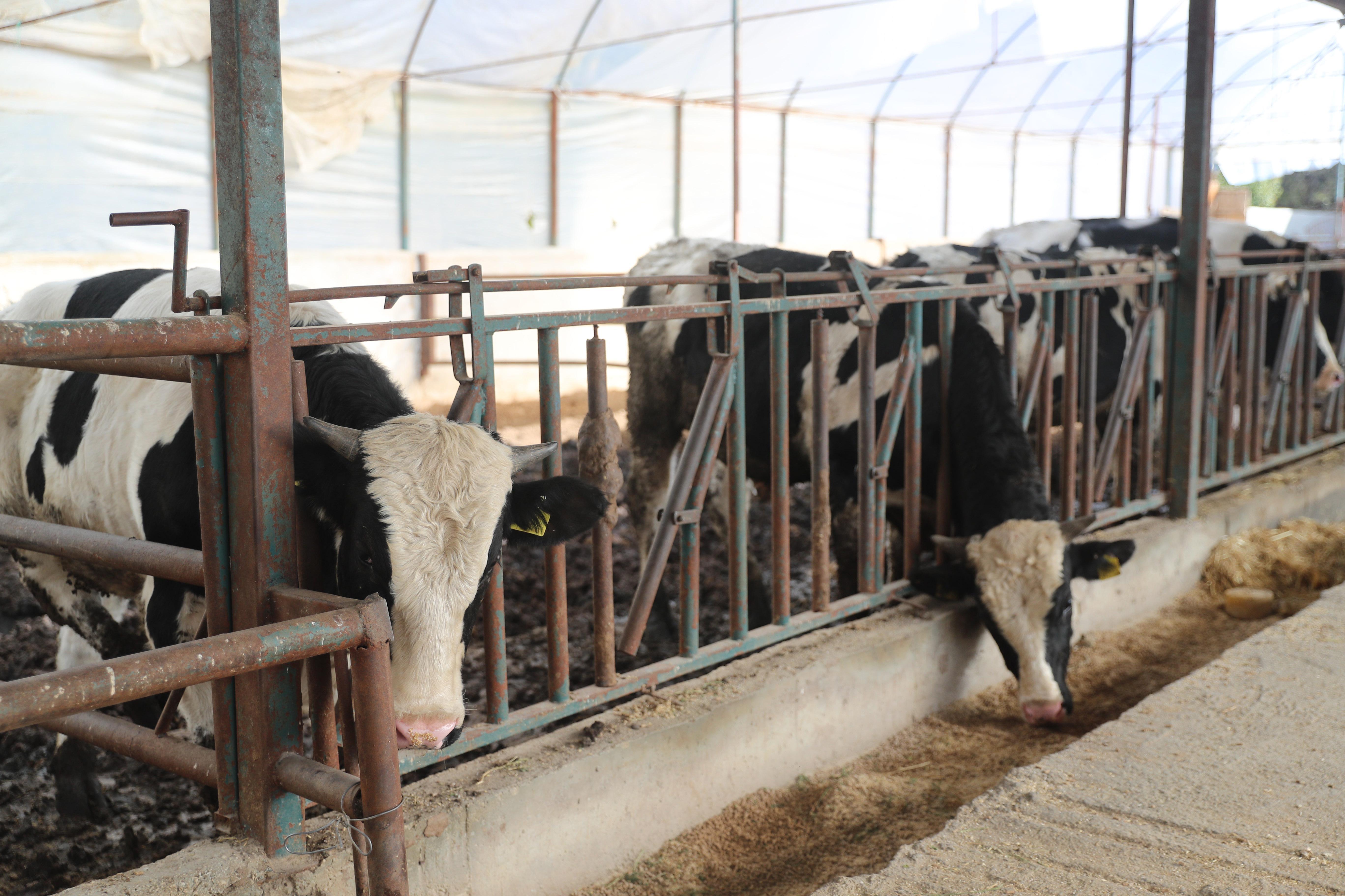 Büyükşehir’den hayvancılığa 500 tonu aşan yem desteği